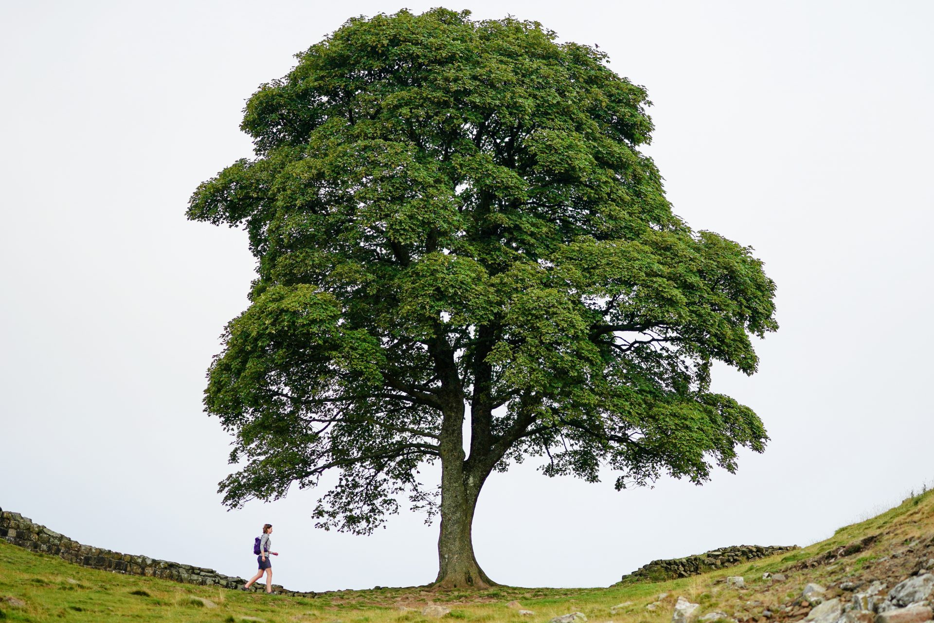 Vida y trágica muerte de Sycamore Gap Tree: el árbol más famoso del mundo