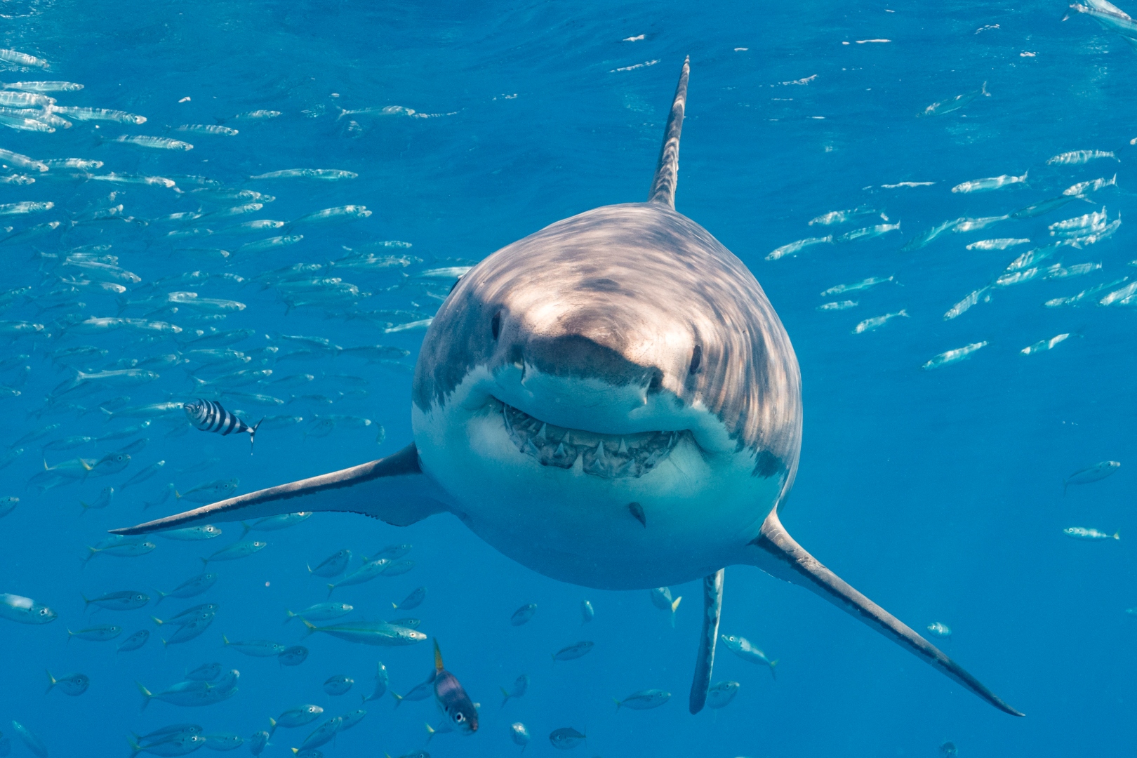 Mitos y verdades sobre los tiburones