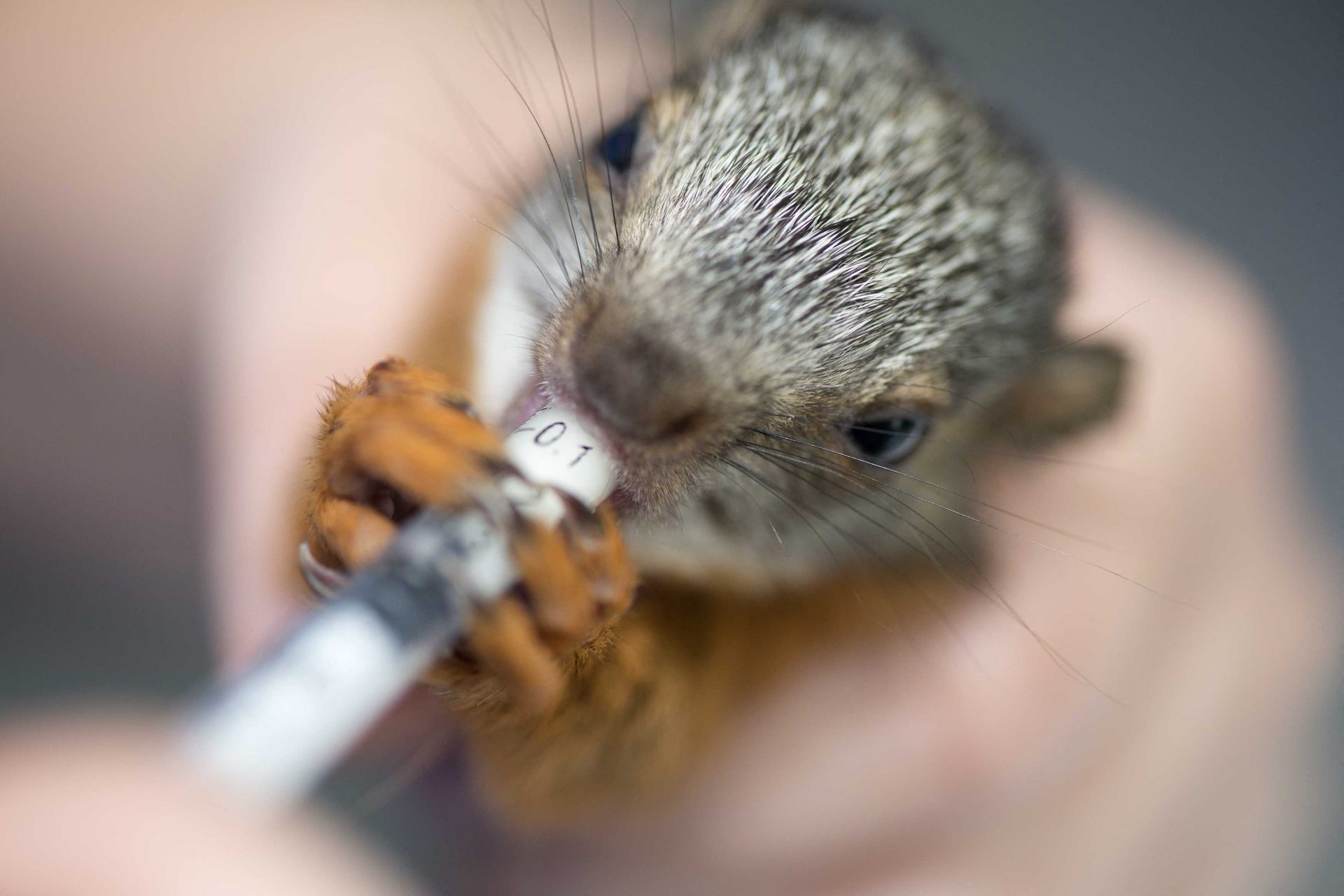 Some animals died during quarantine