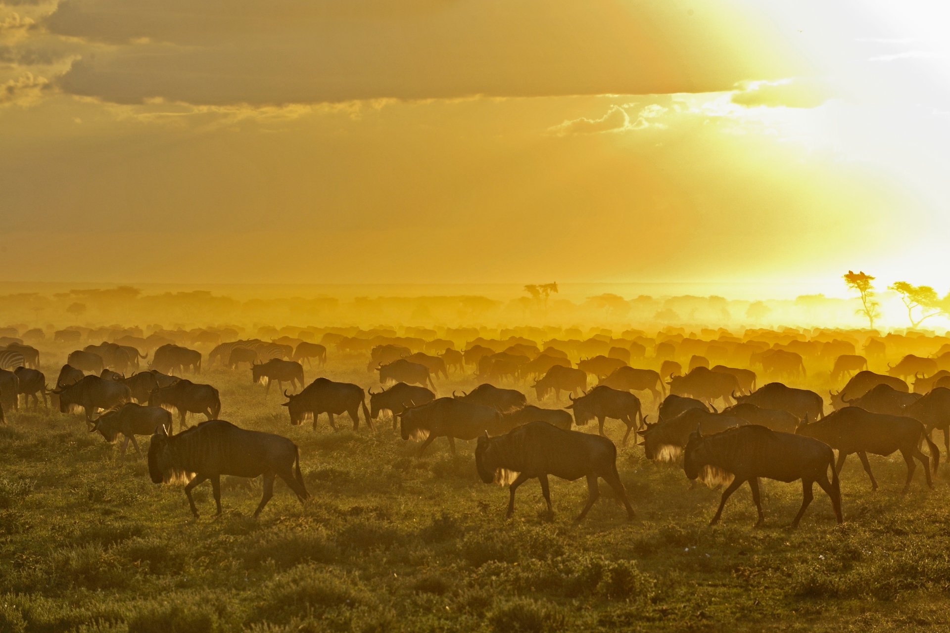 Parque Nacional de Serengeti en Tanzania