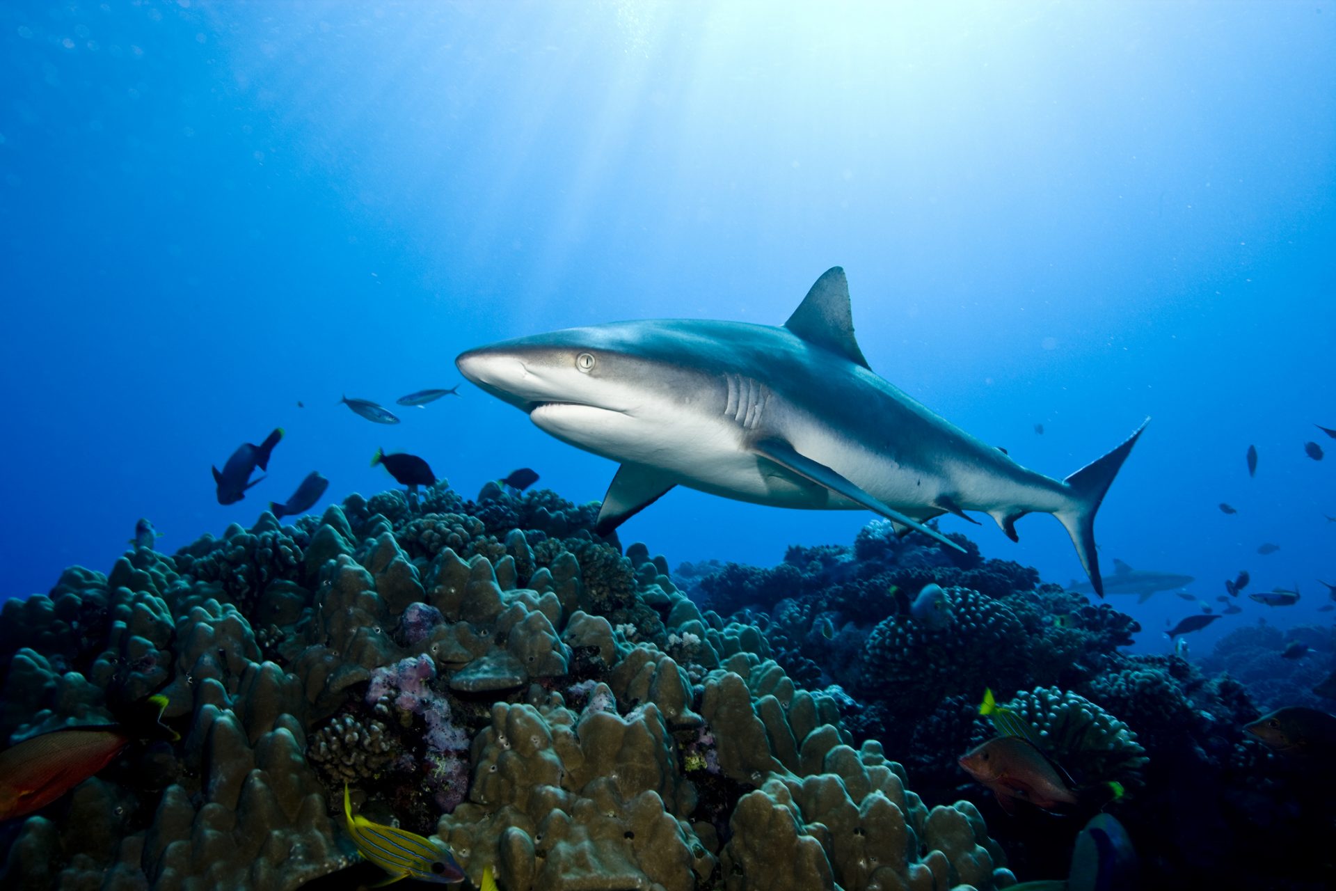 Mito: Los tiburones son inmunes al cáncer