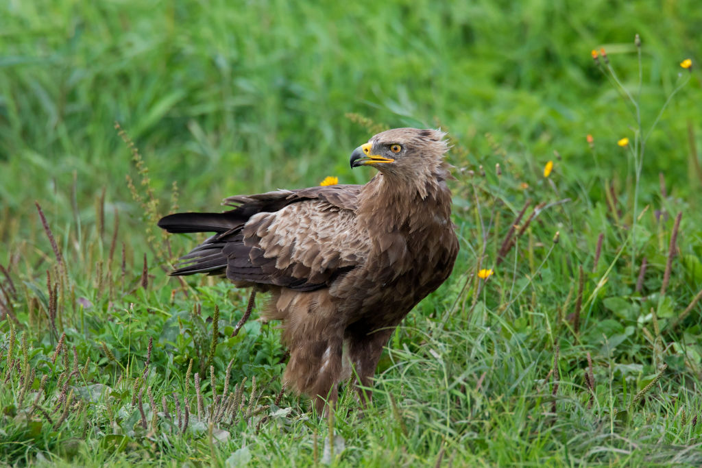 A species that has almost disappeared in West and central Europe