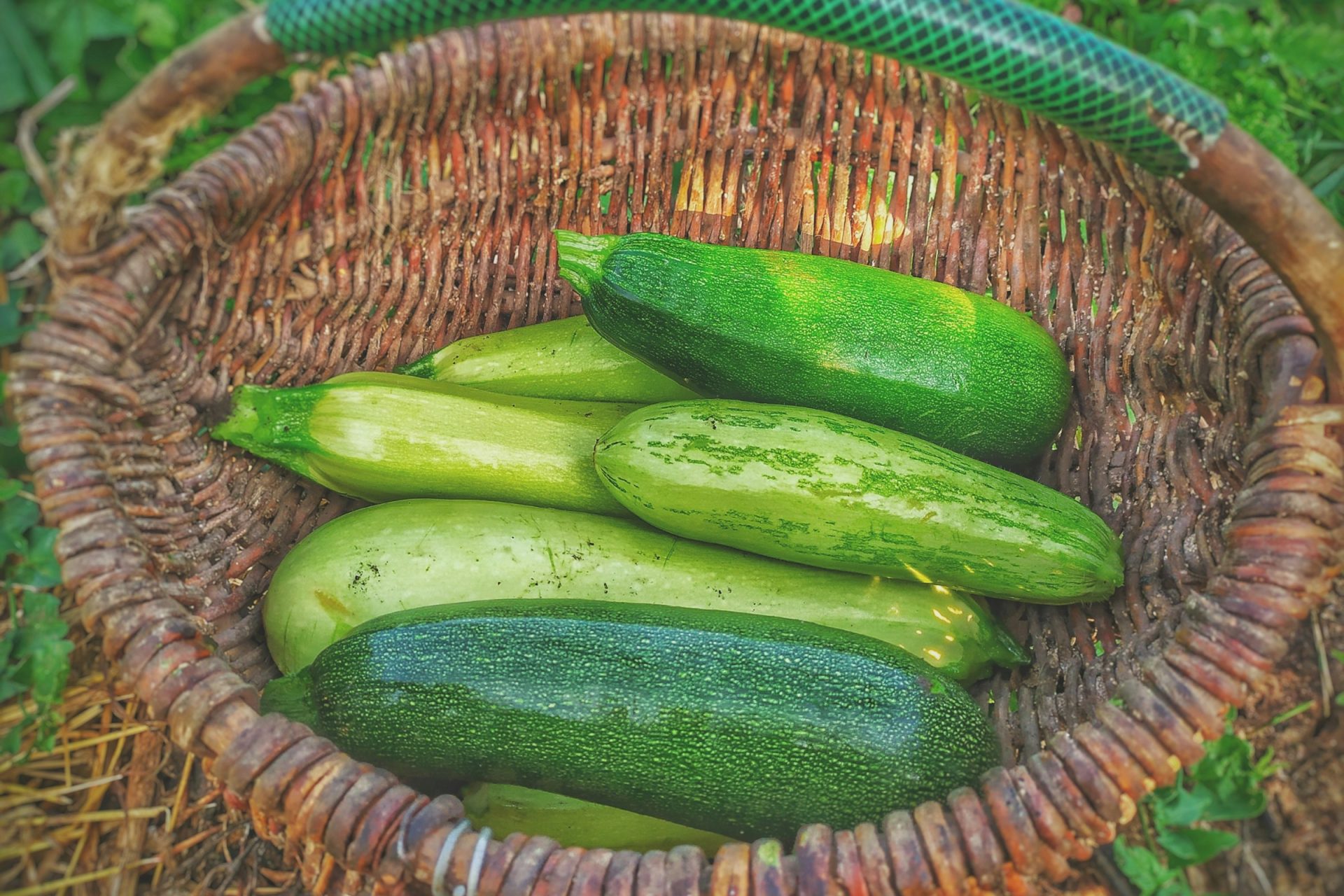 Zucchine 