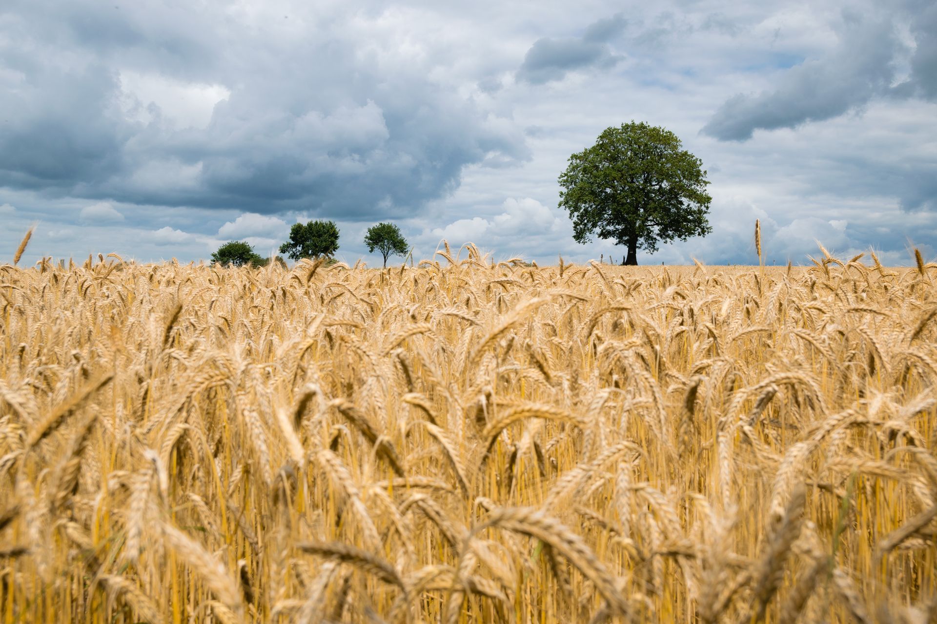 La résilience de l’agriculture