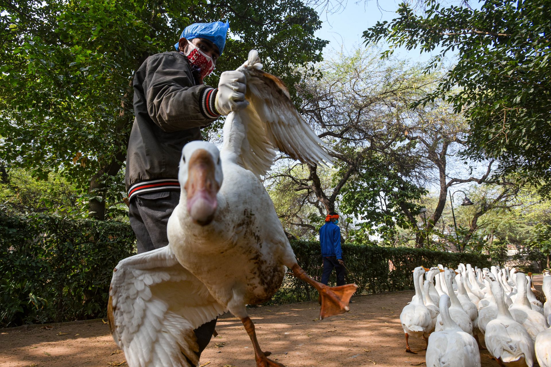 Erster Todesfall durch Vogelgrippe-Virus Typ H5N2
