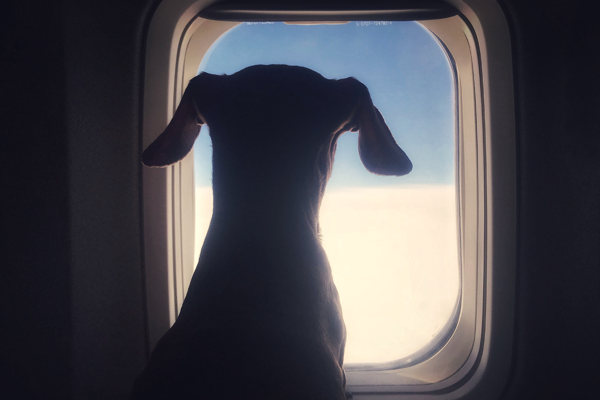 Bark Air promises a new era of dog travel