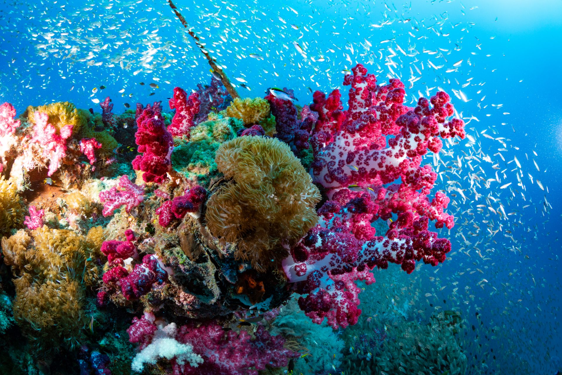 La Gran Barrera de Coral (Australia)