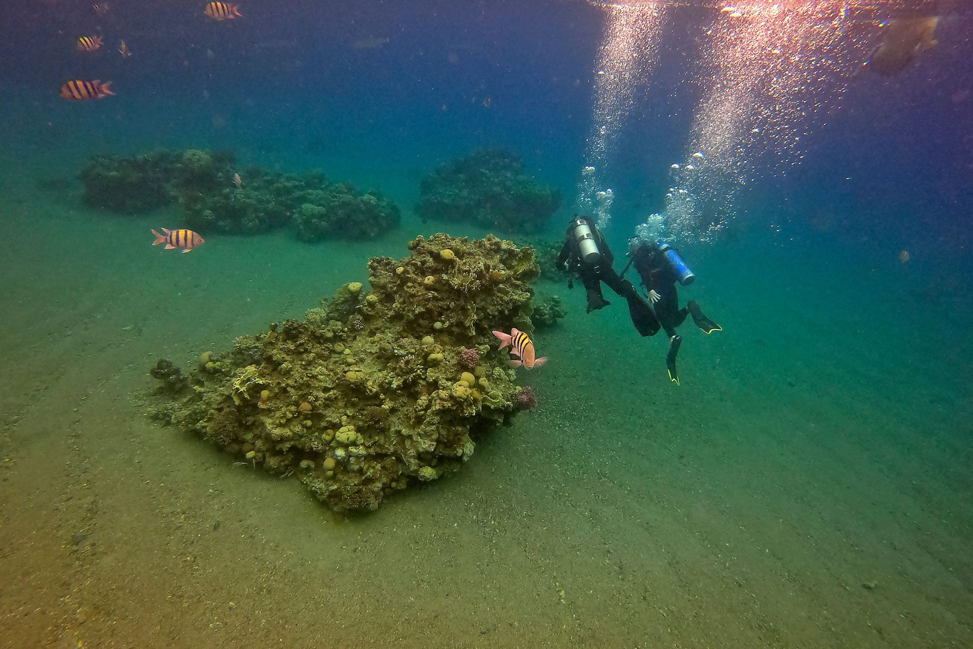 La importancia de los arrecifes de coral