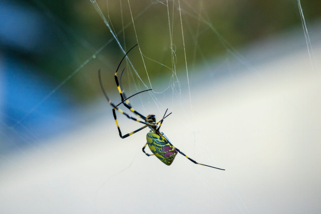 Alerta: un grupo de arañas gigantes está invadiendo el este de EEUU