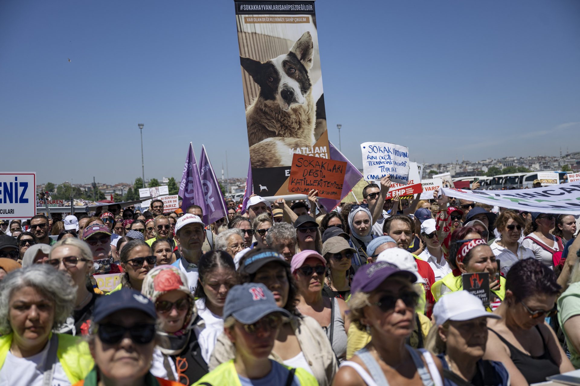 Türkeis umstrittener Gesetzesvorschlag gegen ausgesetzte Hunde