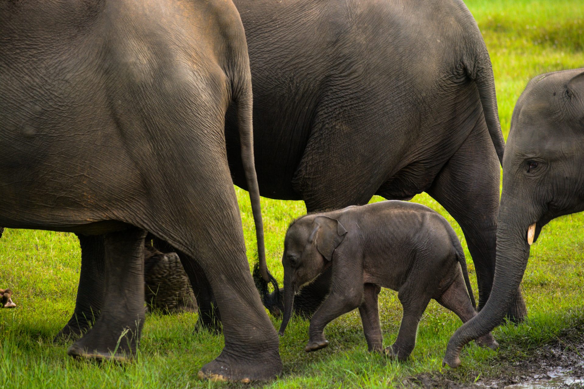 A new study found that elephants have names