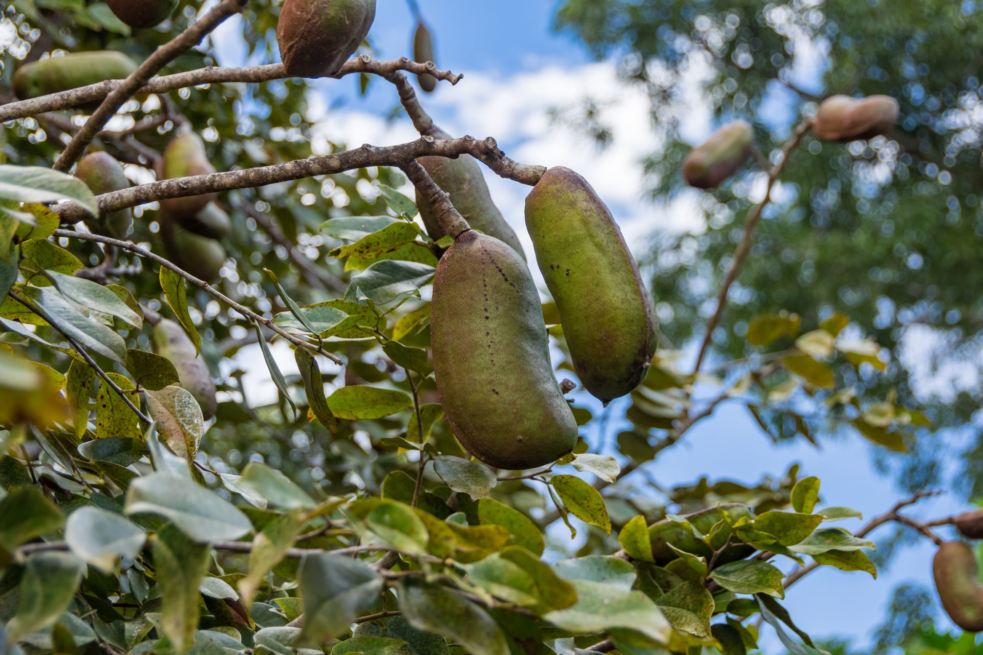 Native plants and agriculture 