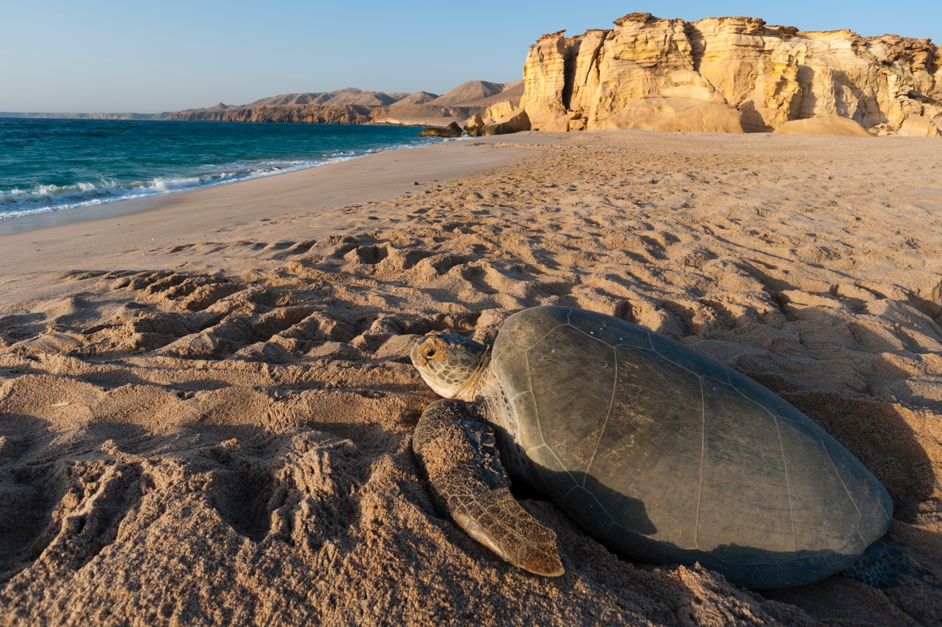 Playa Ras Al Jinz, Omán