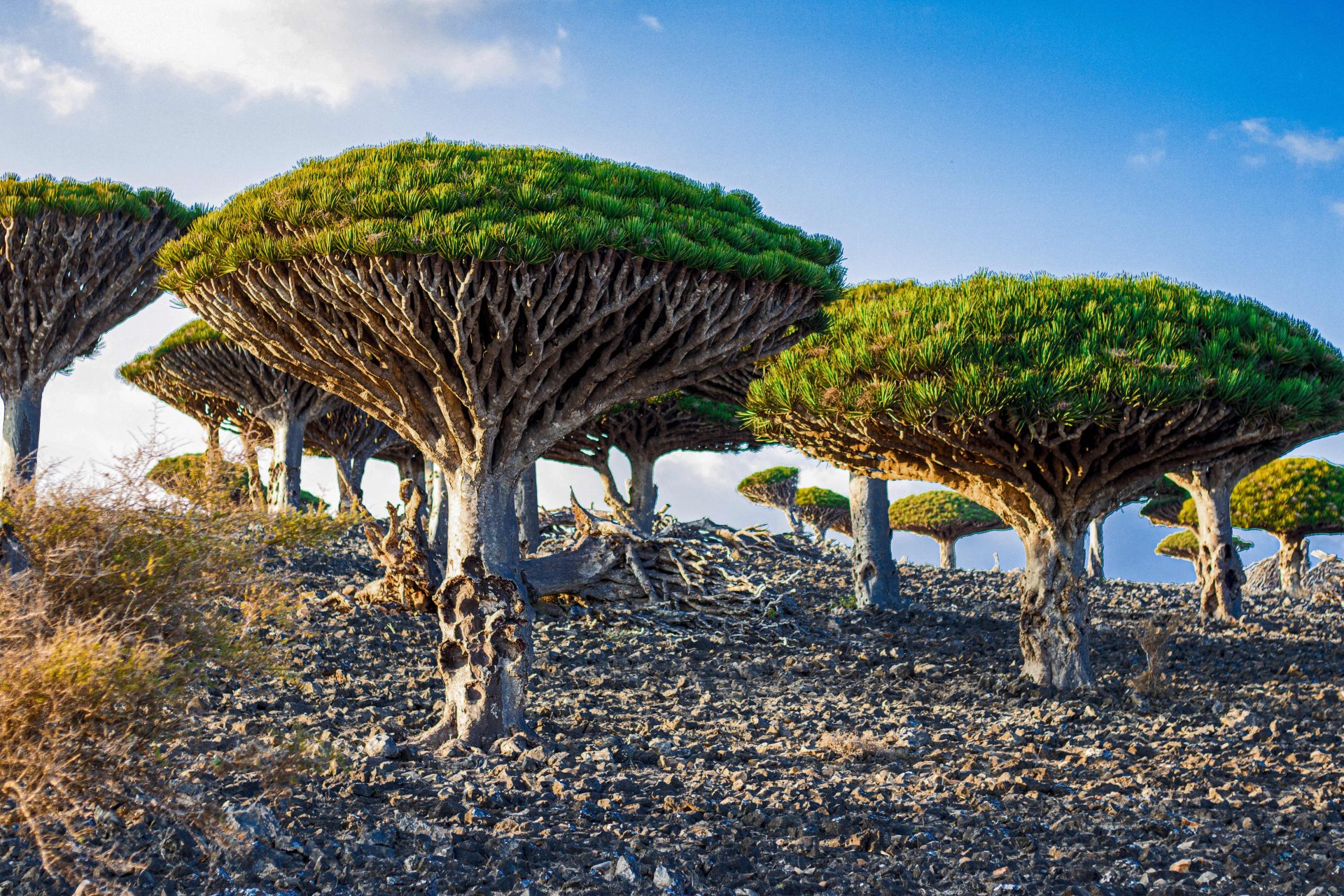 Cima de la montaña Dixam (Socotra, Yemen)