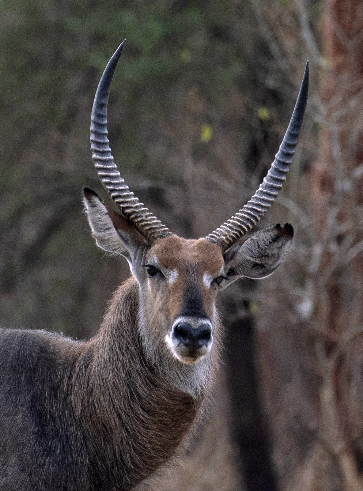 The world's biggest mammal migration offers hope in a war-torn region