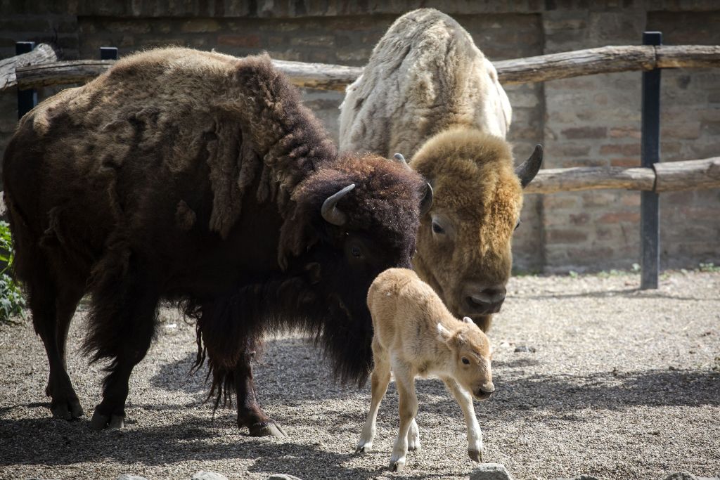 El nacimiento de un raro búfalo blanco cumple una profecía de los nativos americanos