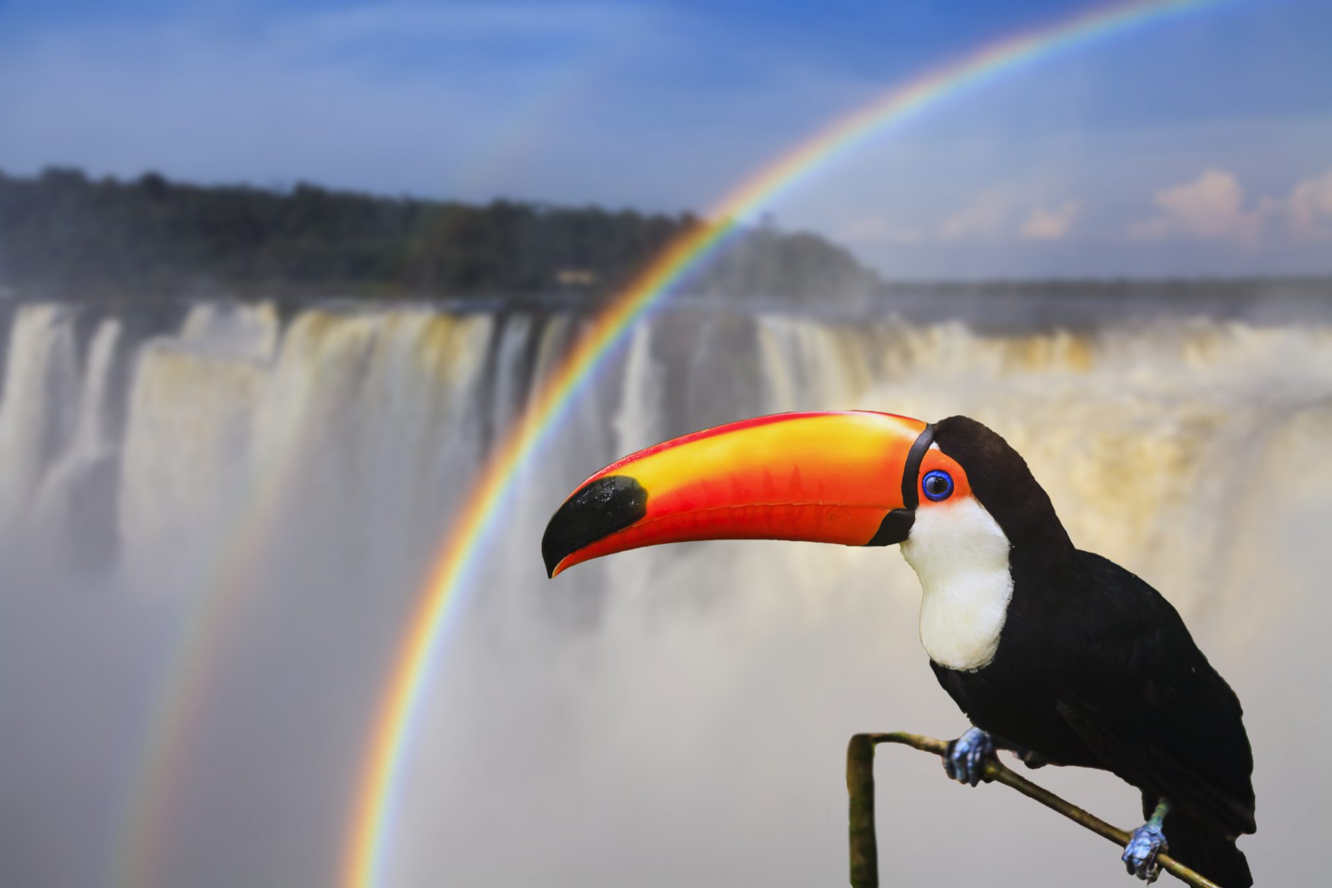 Biodiversidade do Iguaçu é maior