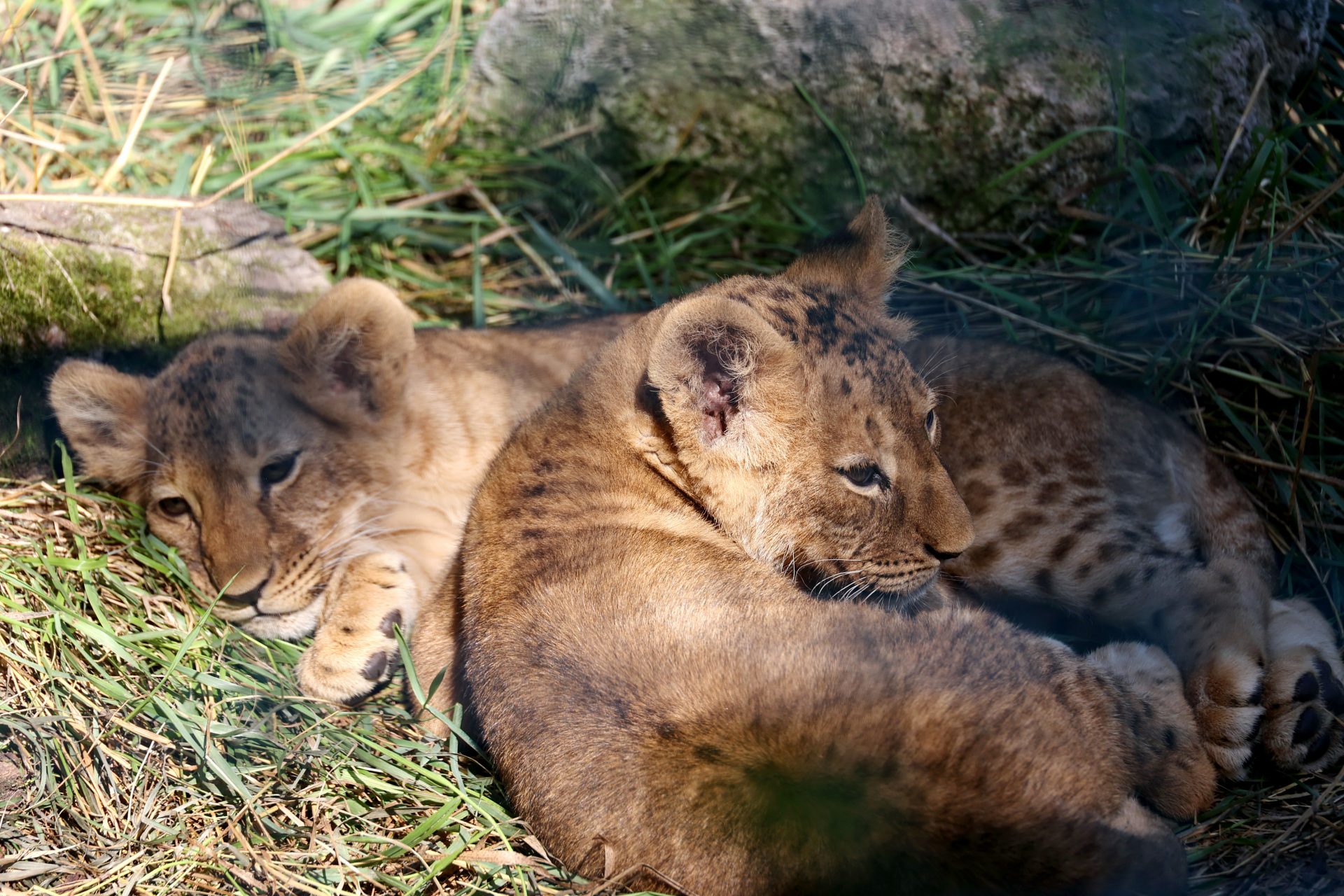 Ukraine war: animals in a landscape park outside Kharkiv are enduring the conflict