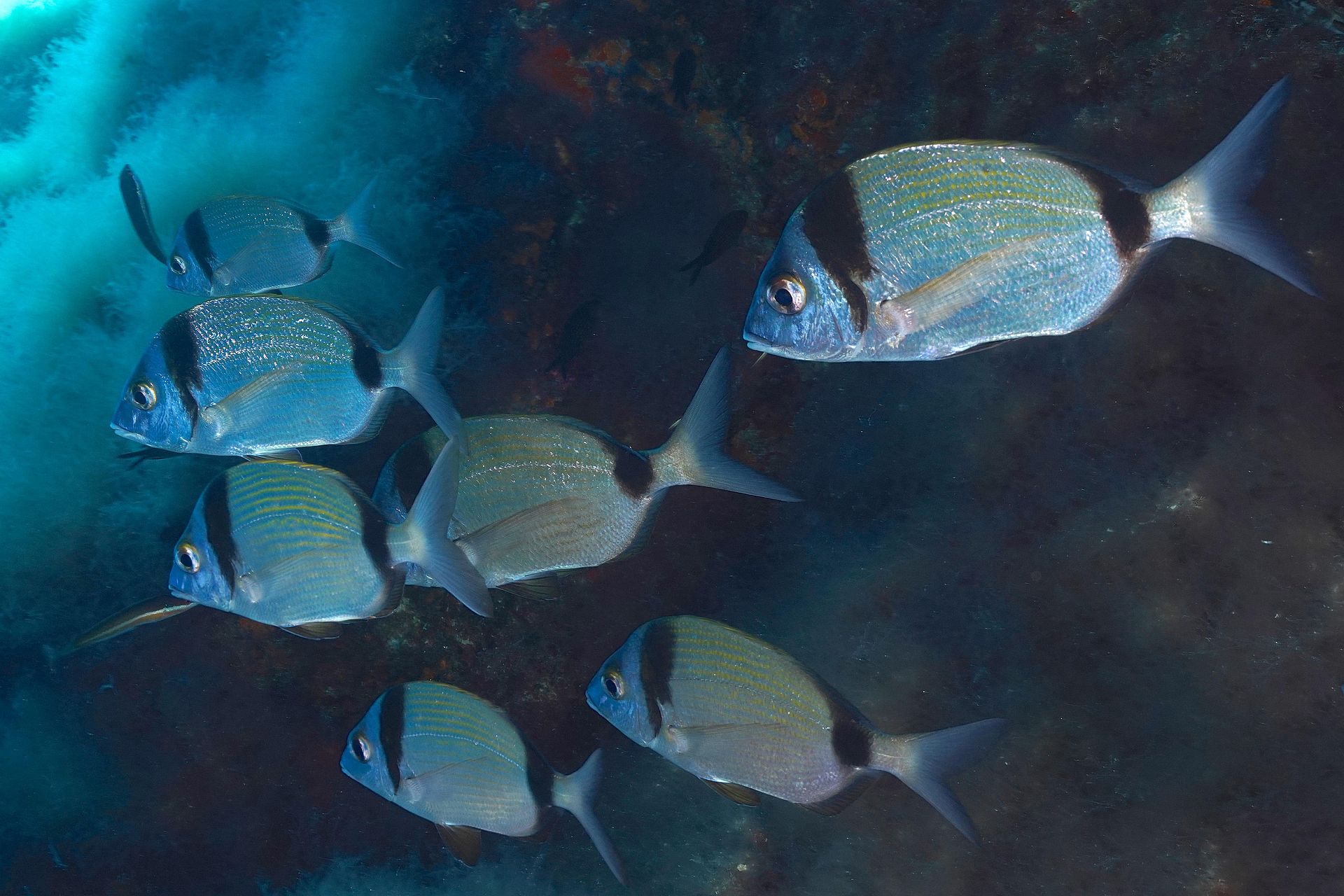 700 échantillons et 267 espèces de poissons