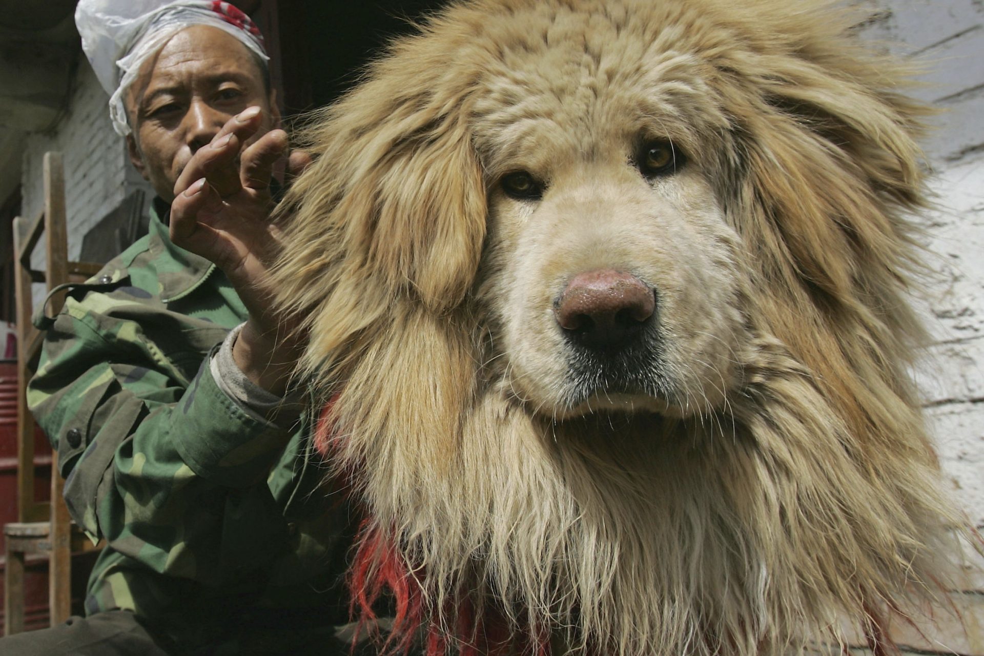 Tibetmastiff 