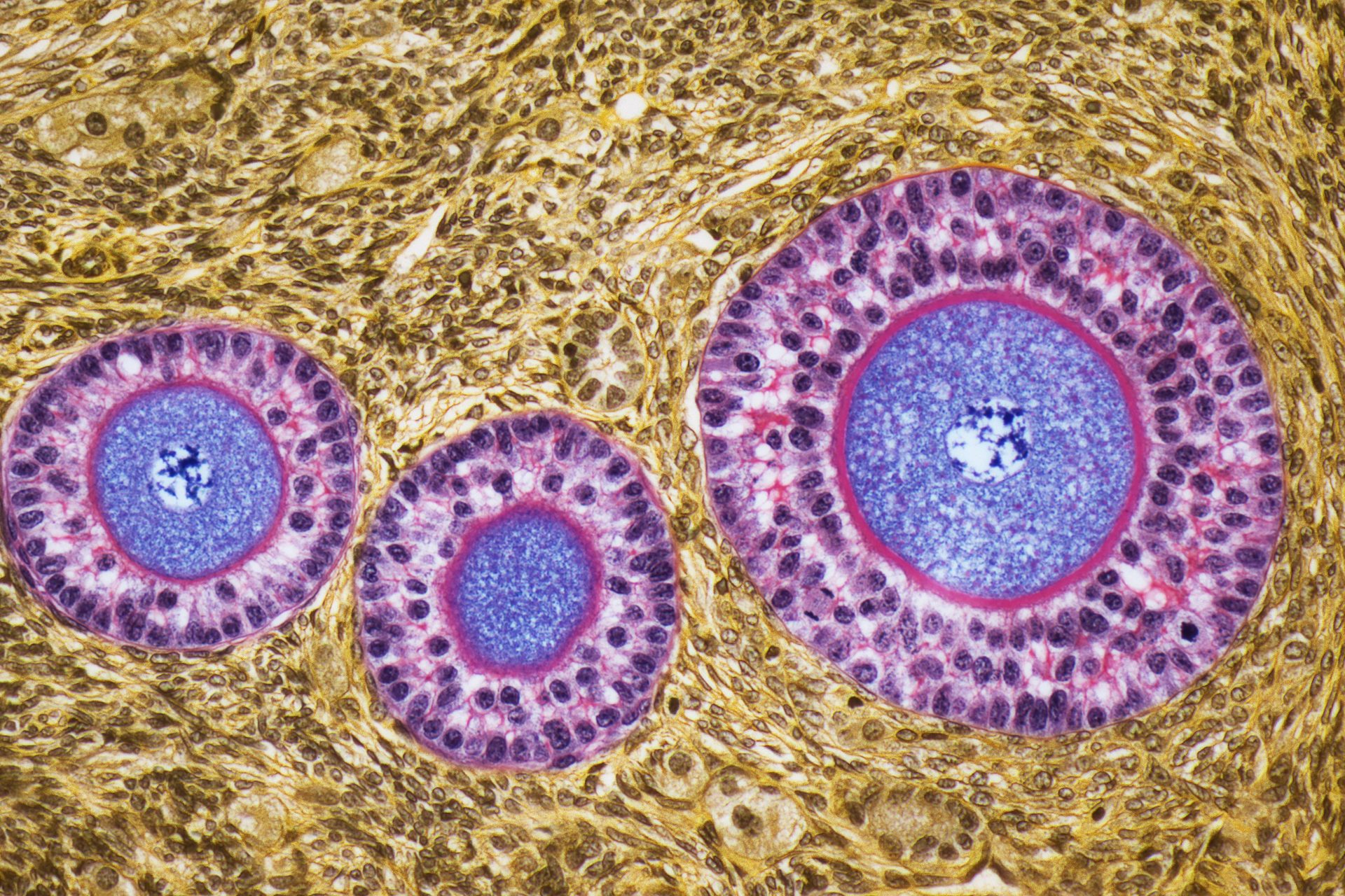 L'ovaire, plus qu'une réserve d’ovules