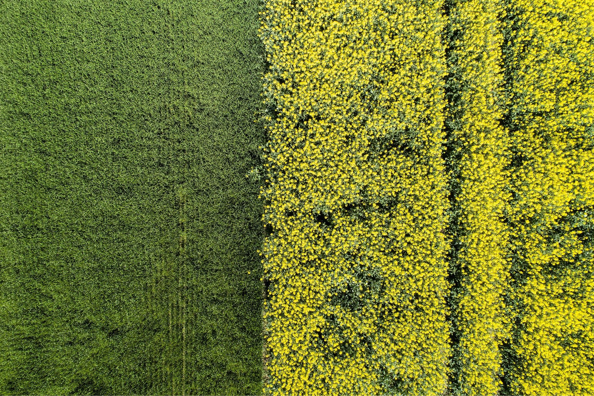 Un cocktail de pesticides