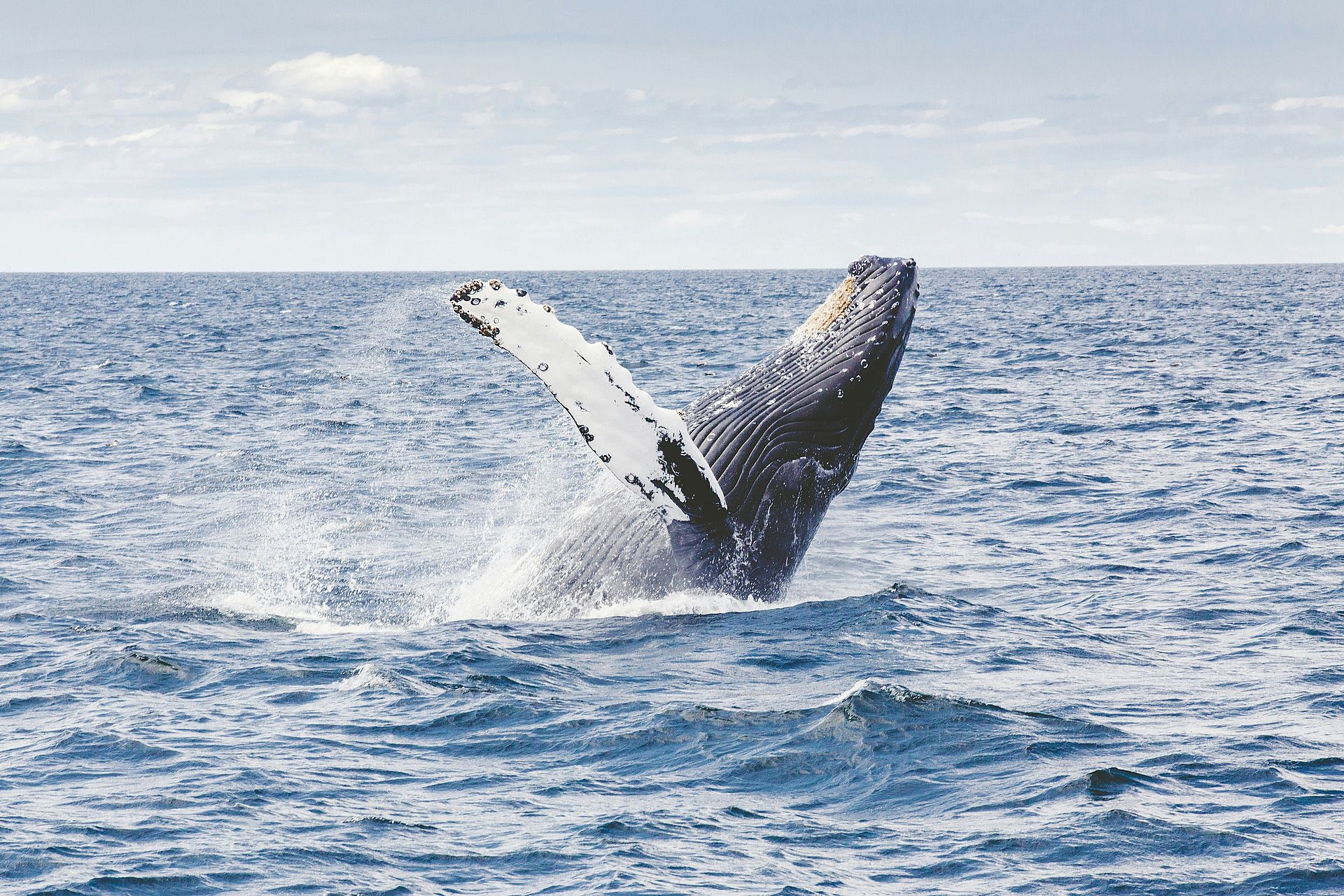 Thousands of whales saved