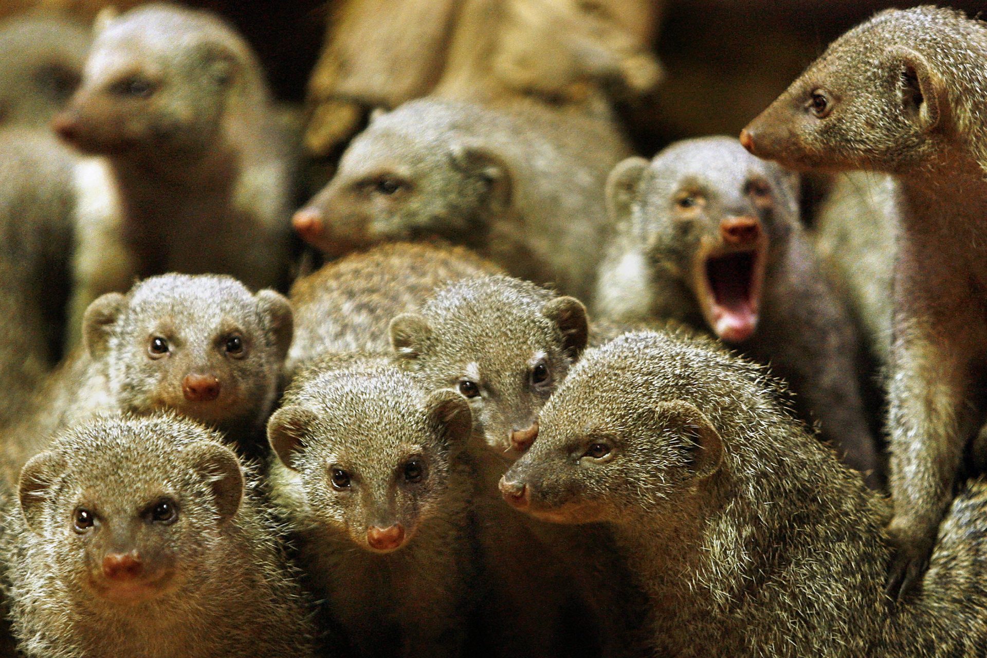 A mongoose population explosion