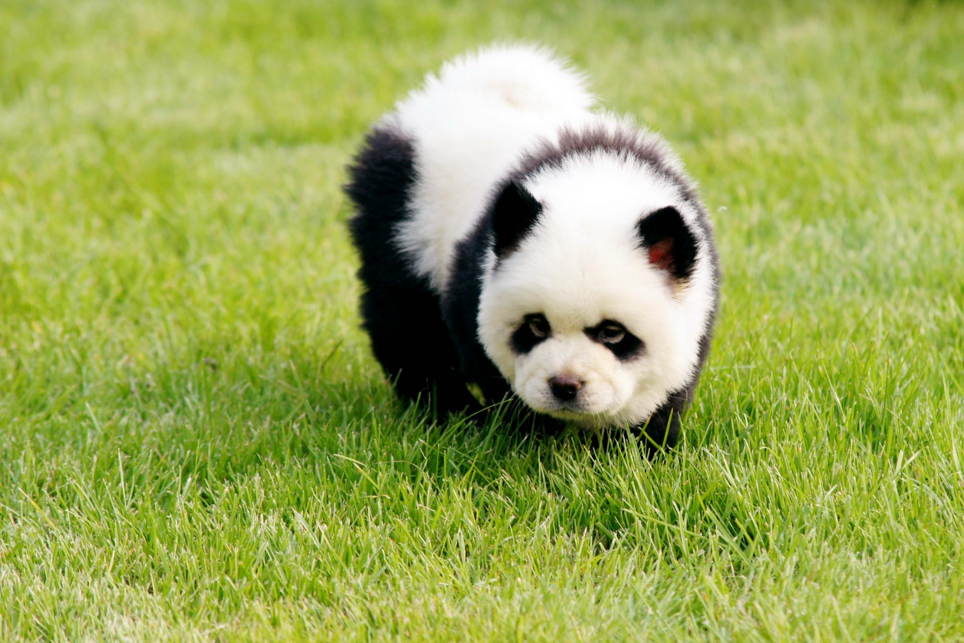 Meet the Panda Dog