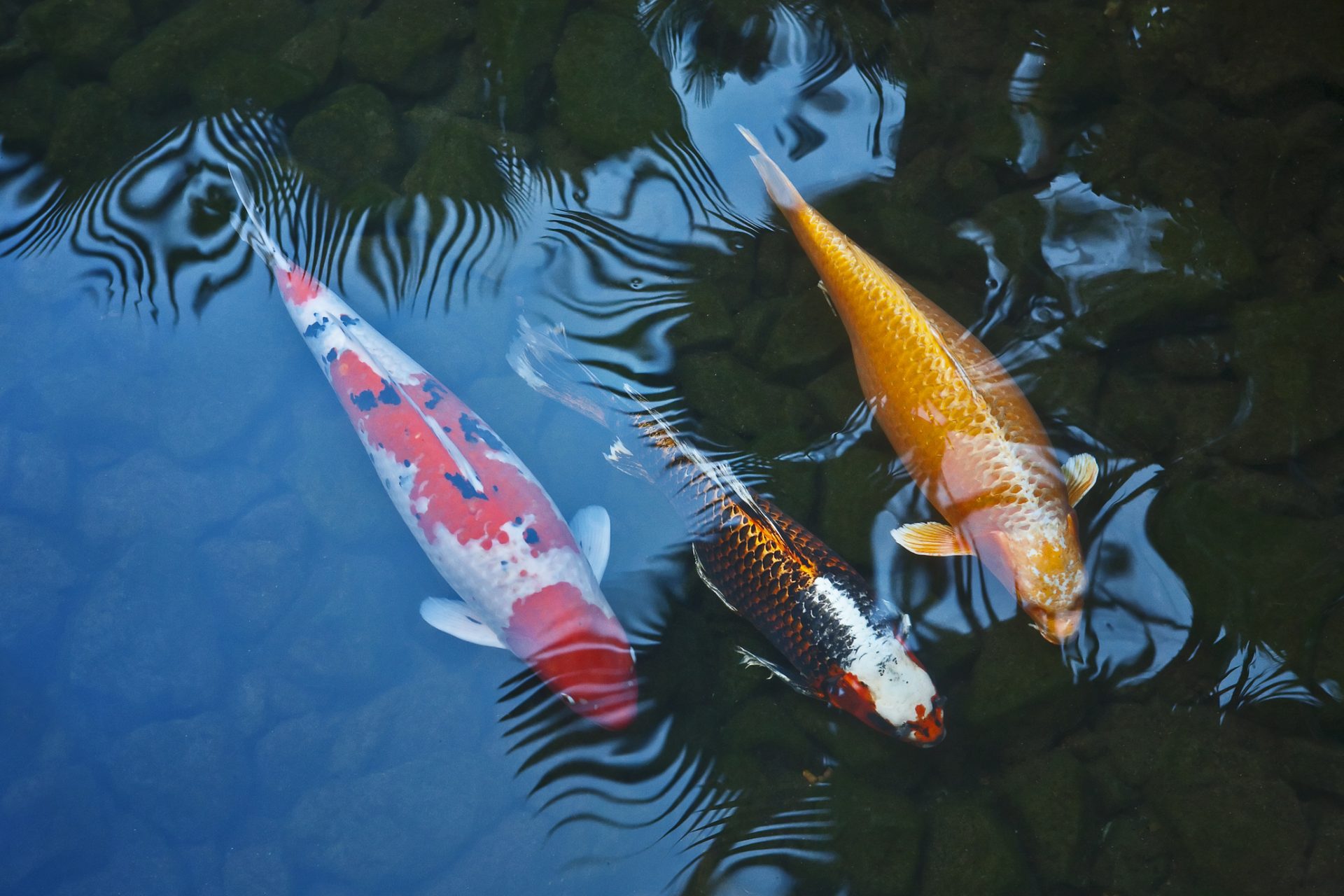 Cette spécialité culinaire est élaborée avec des poissons d'eau douce du Mékong