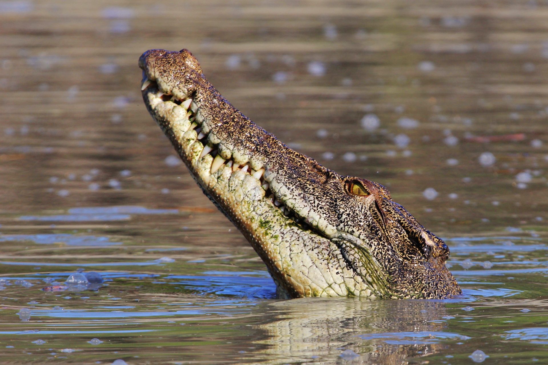 5. Granja de Cocodrilos, Australia