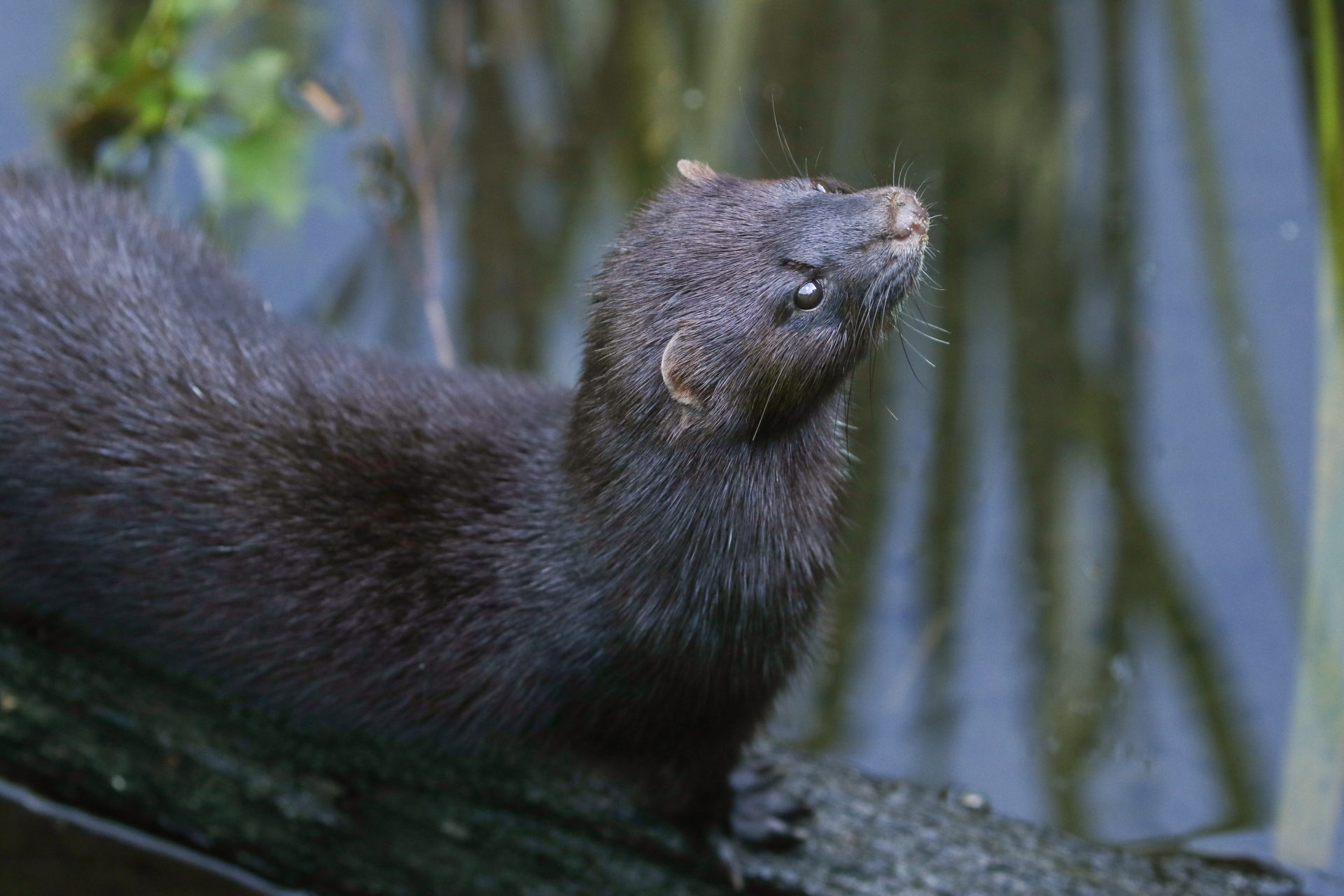 Outbreaks of influenza A in European minks highlight vulnerability of fur farms