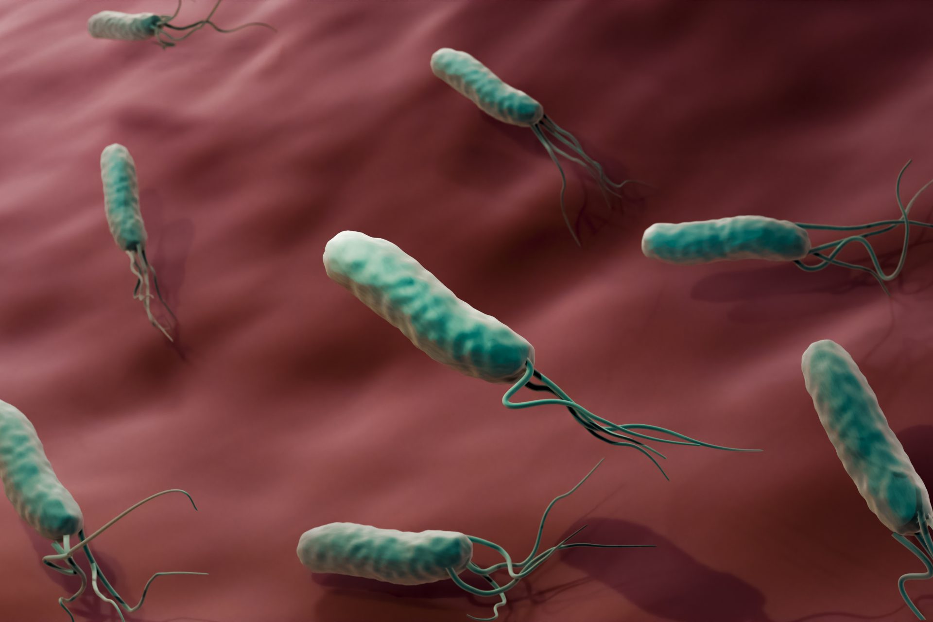 Helicobacter pylori im Verdacht