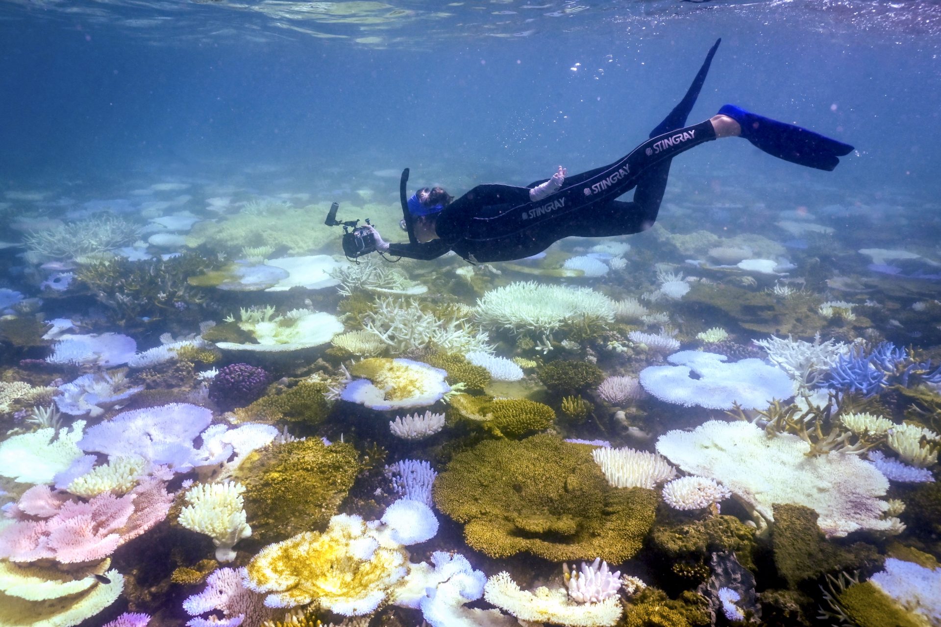 Science is in a race to save a vital resource: coral reefs