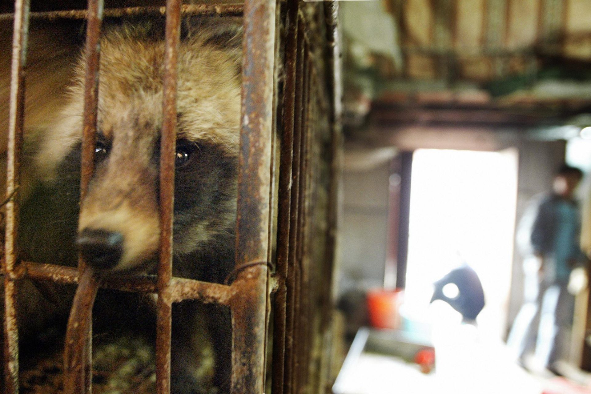 Health alerts on Chinese fur farms spark new fears of pandemic outbreak