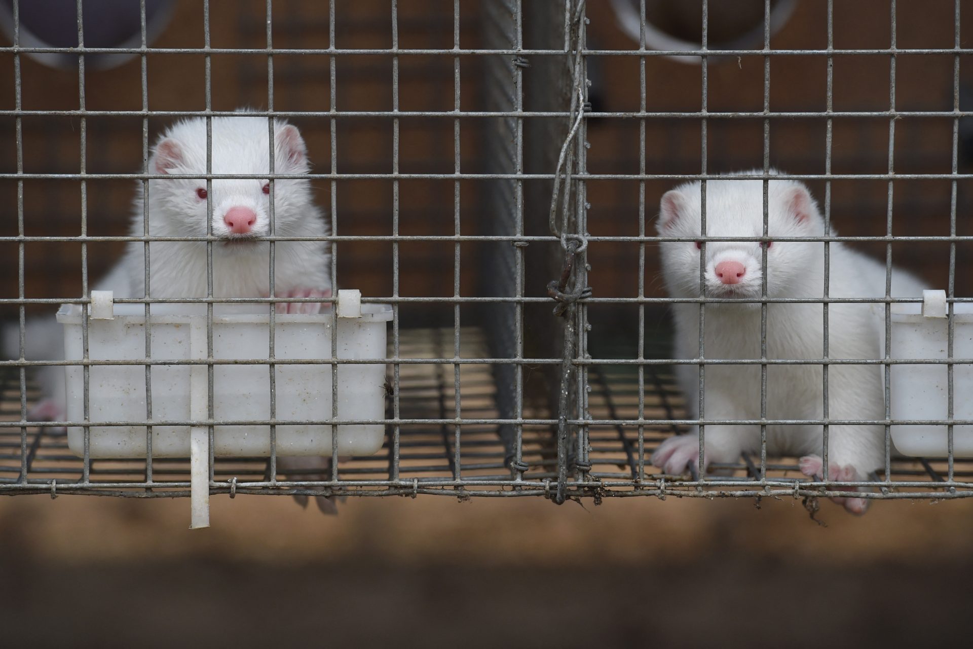 Prevención urgente: vigilar animales en granjas para evitar brotes virales