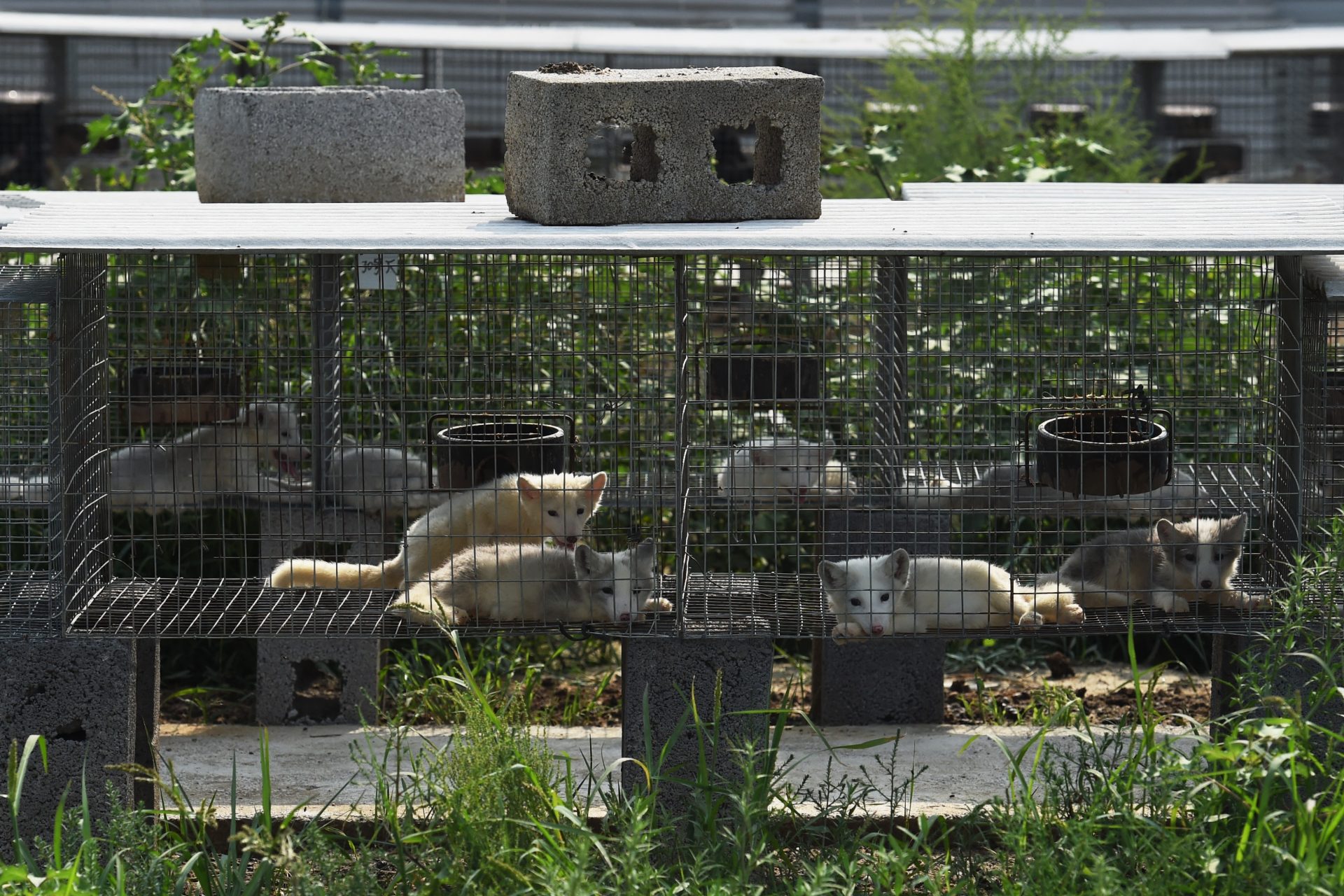 Stricter biosecurity standards for fur farming in the future?