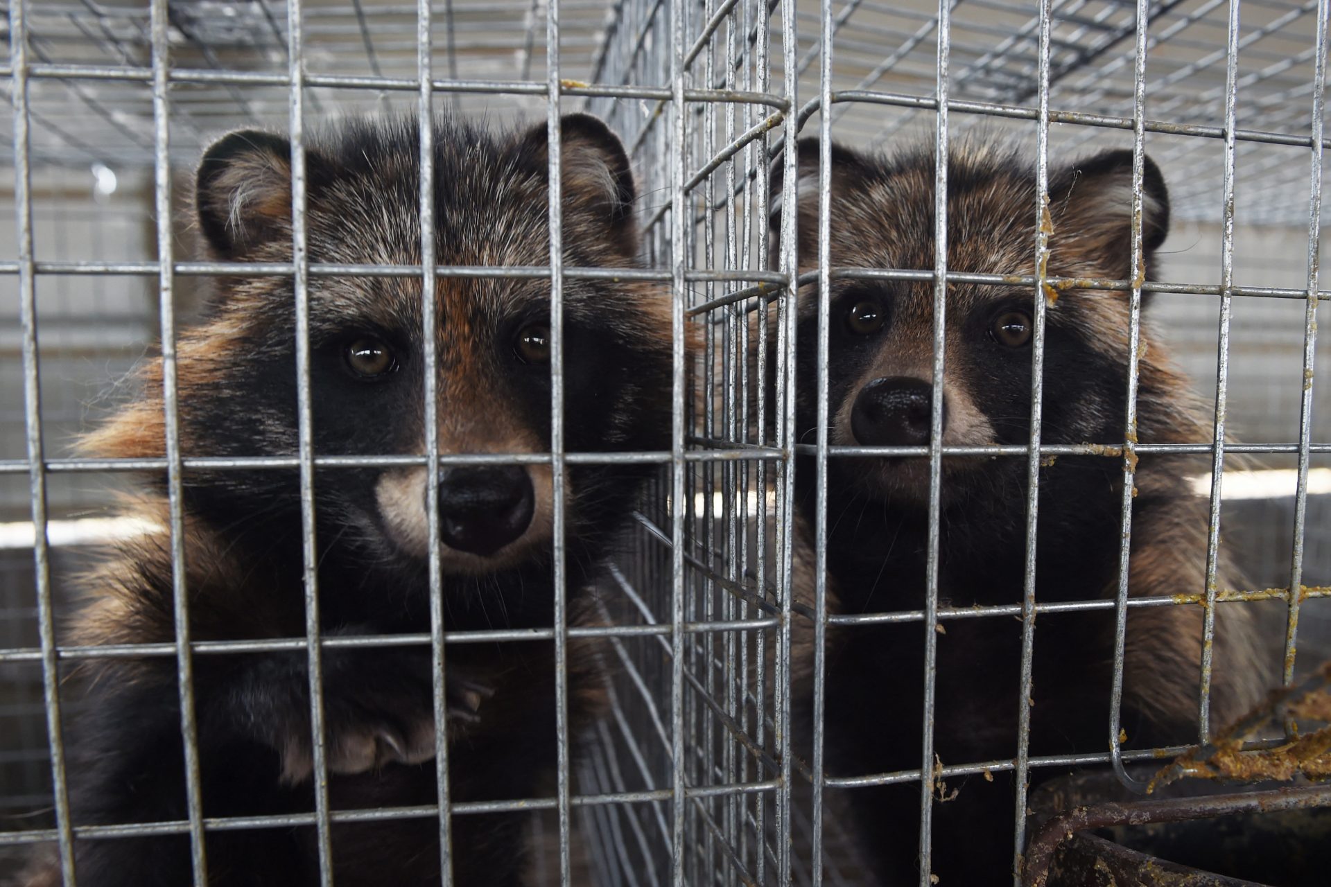 Raccoons stand out as main carriers of 