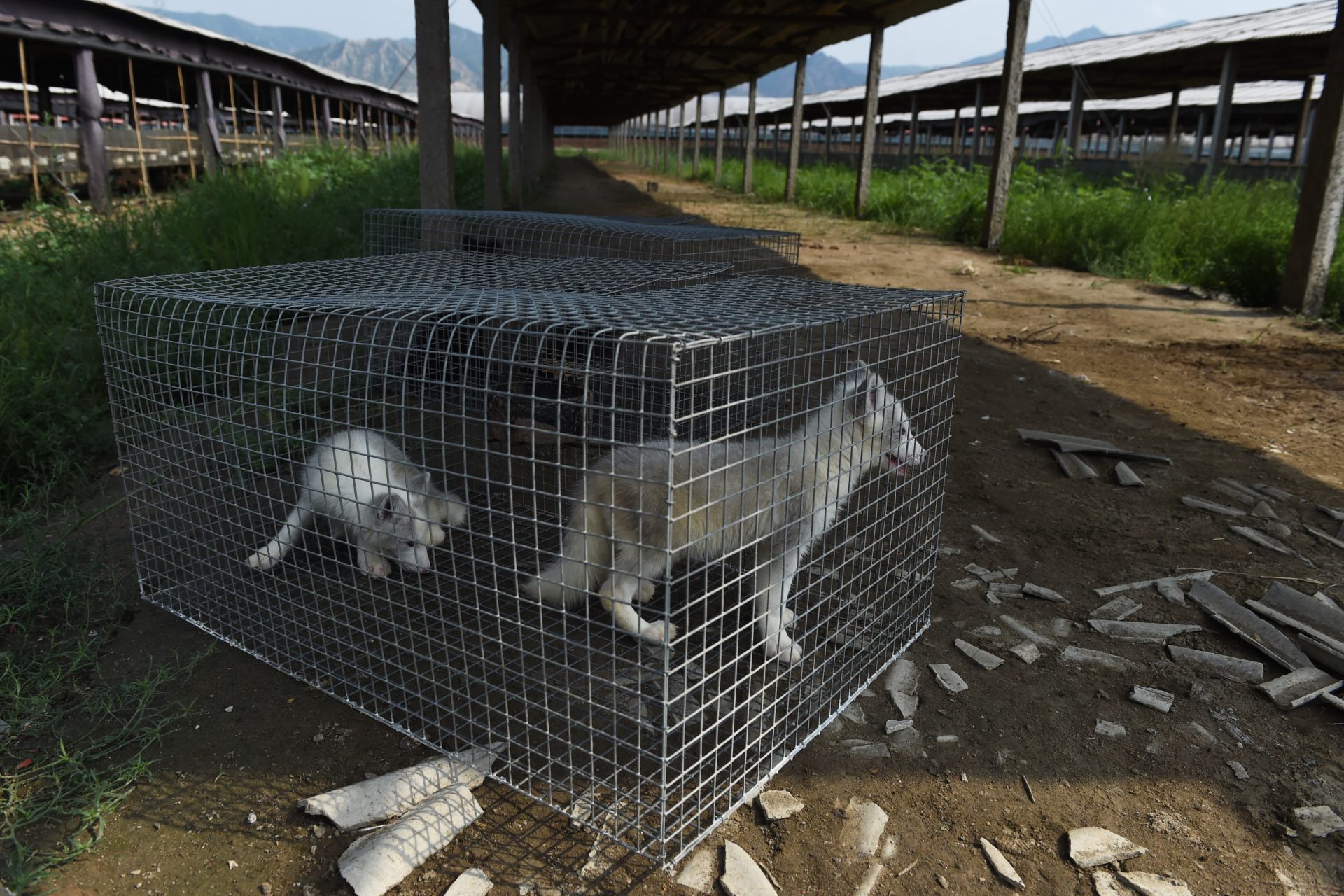 Experts call for closure of fur farms due to high viral risk