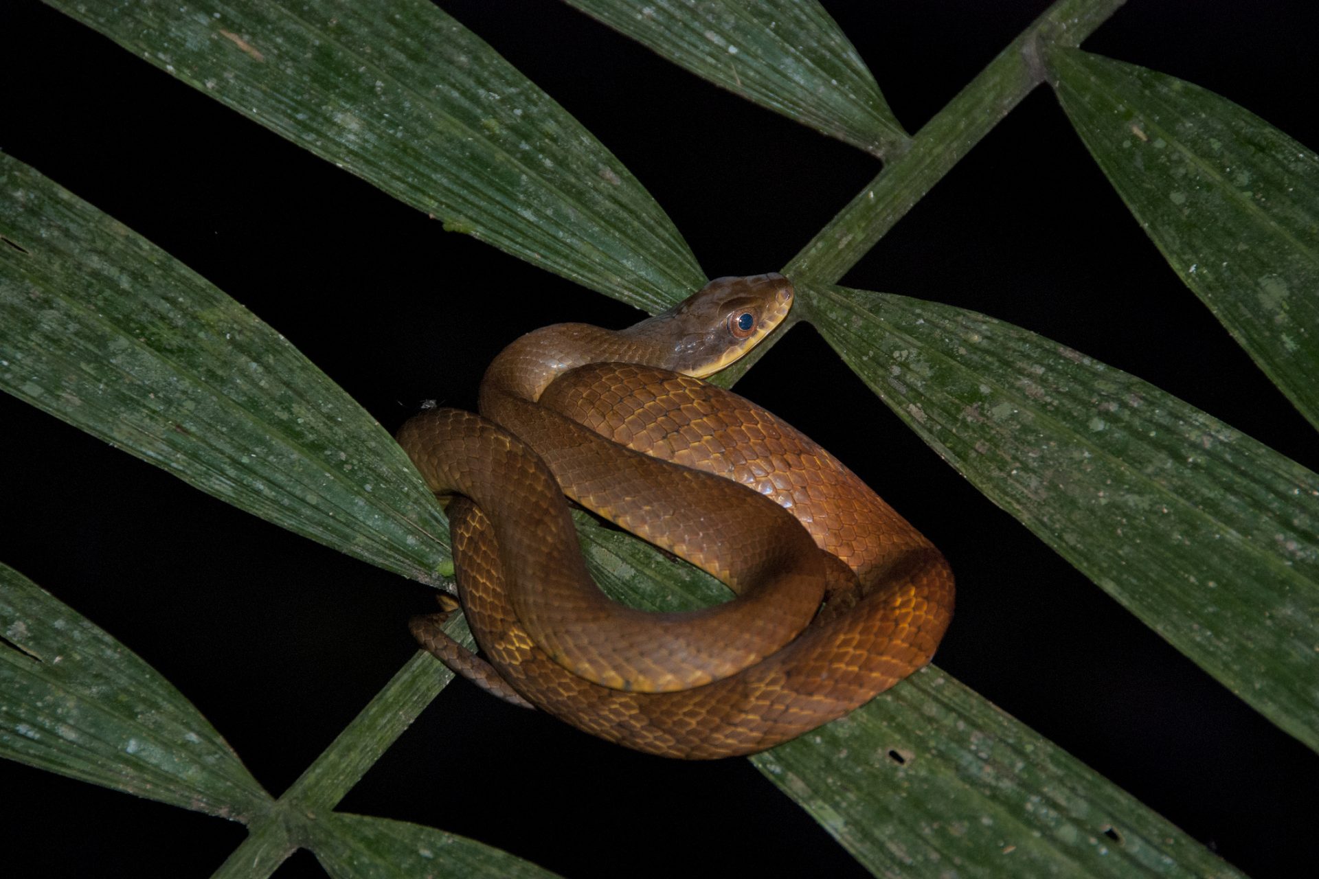 13. Parc national de Madidi, Bolivie