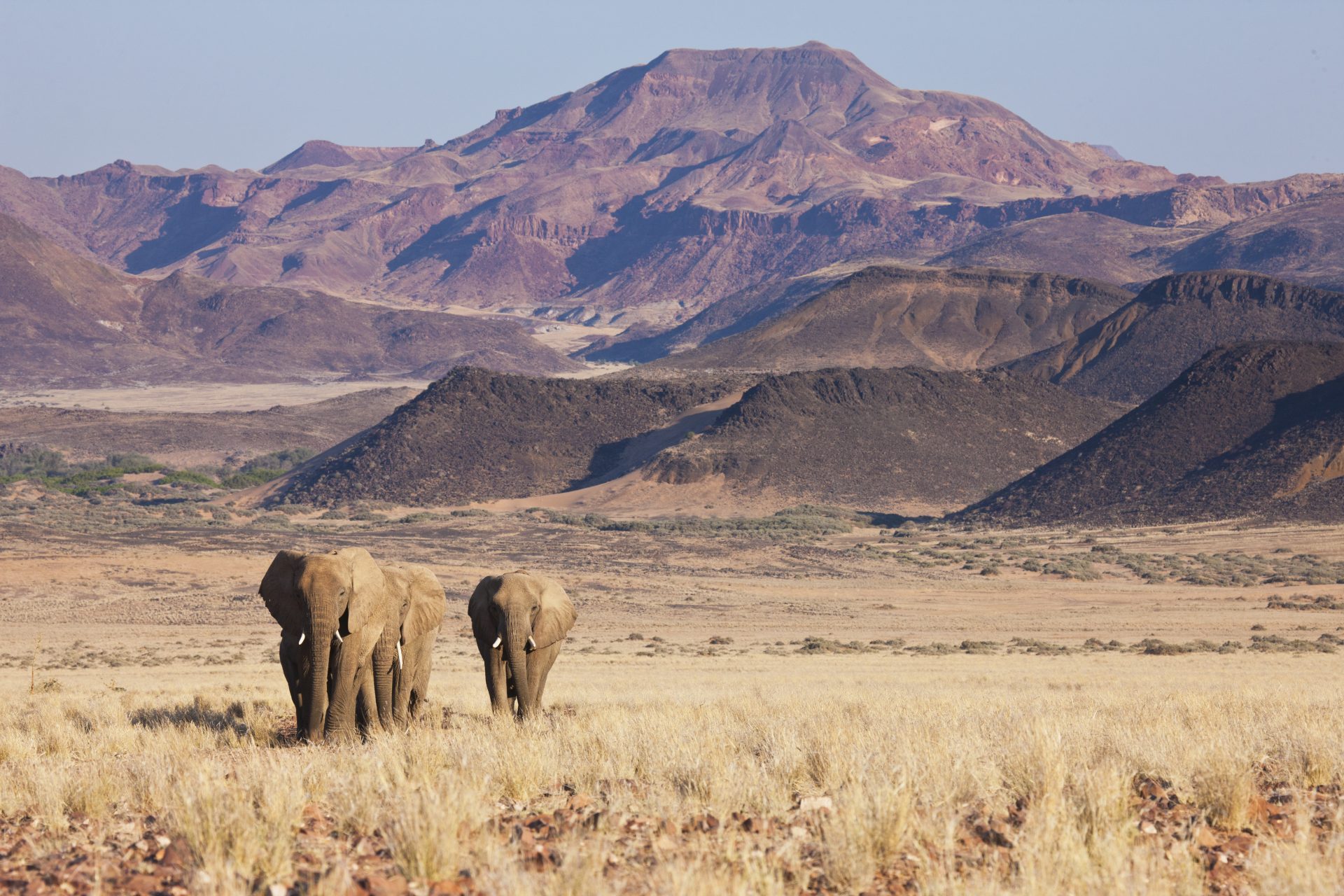 La Namibie prévoit d'abattre des centaines d'animaux sauvages et protégés