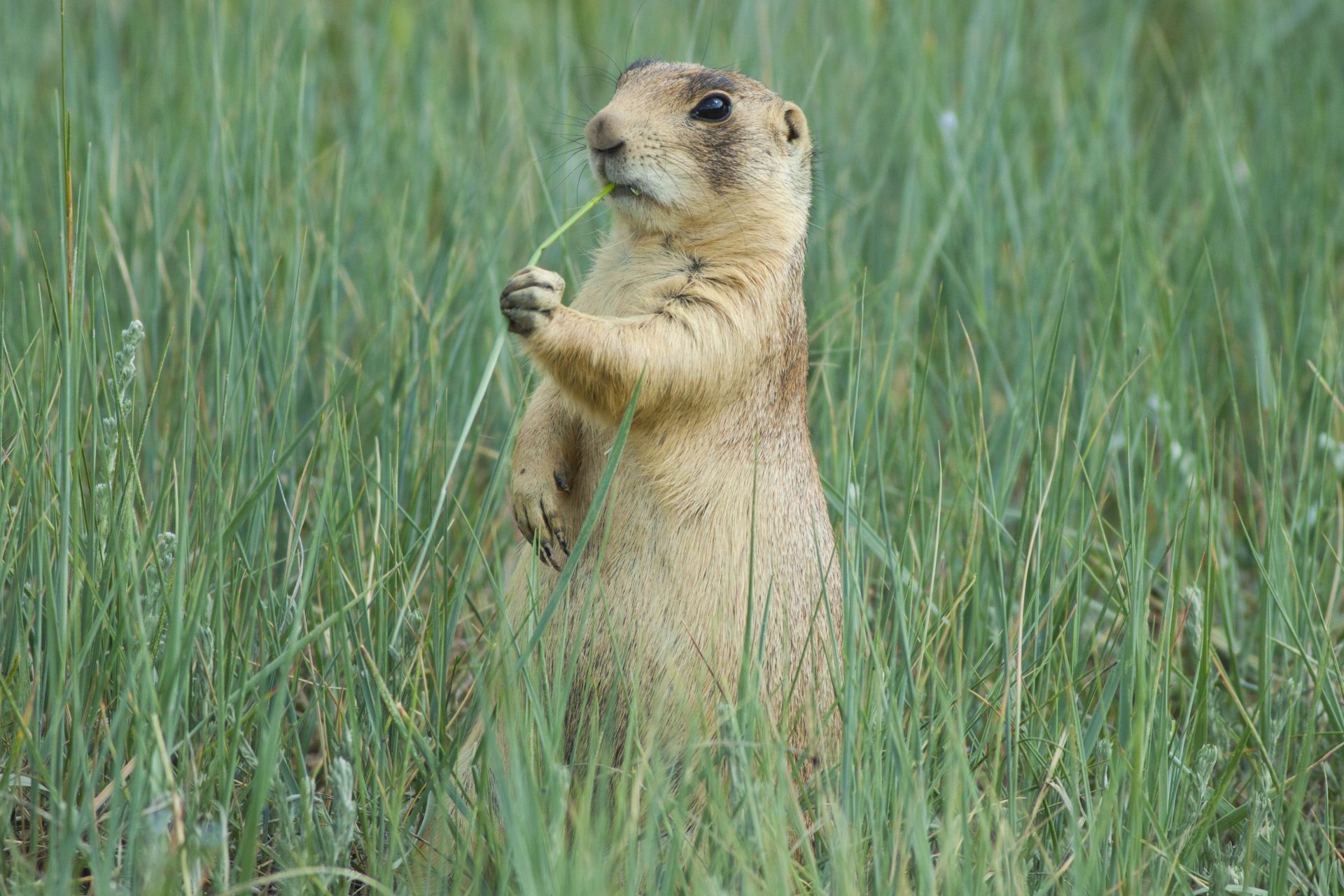 Prairie dog vocalizations