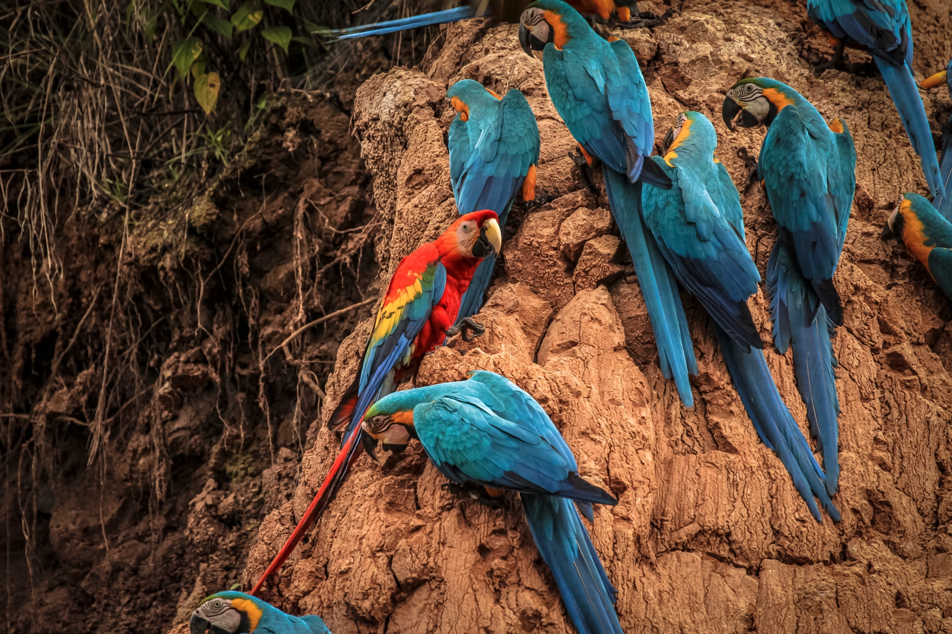 Tambopata-Fluss, Peru 