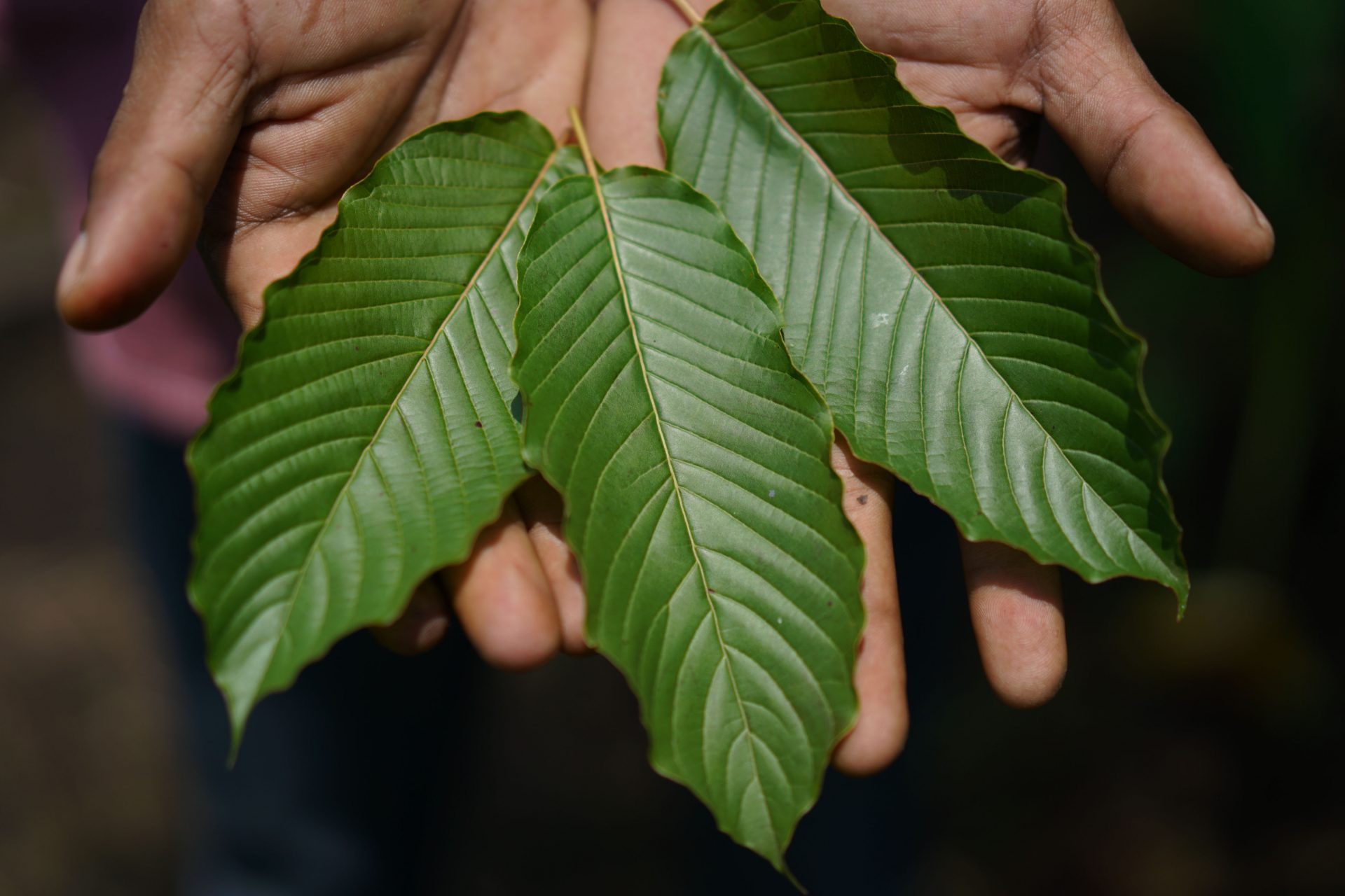 Kava und Kratom