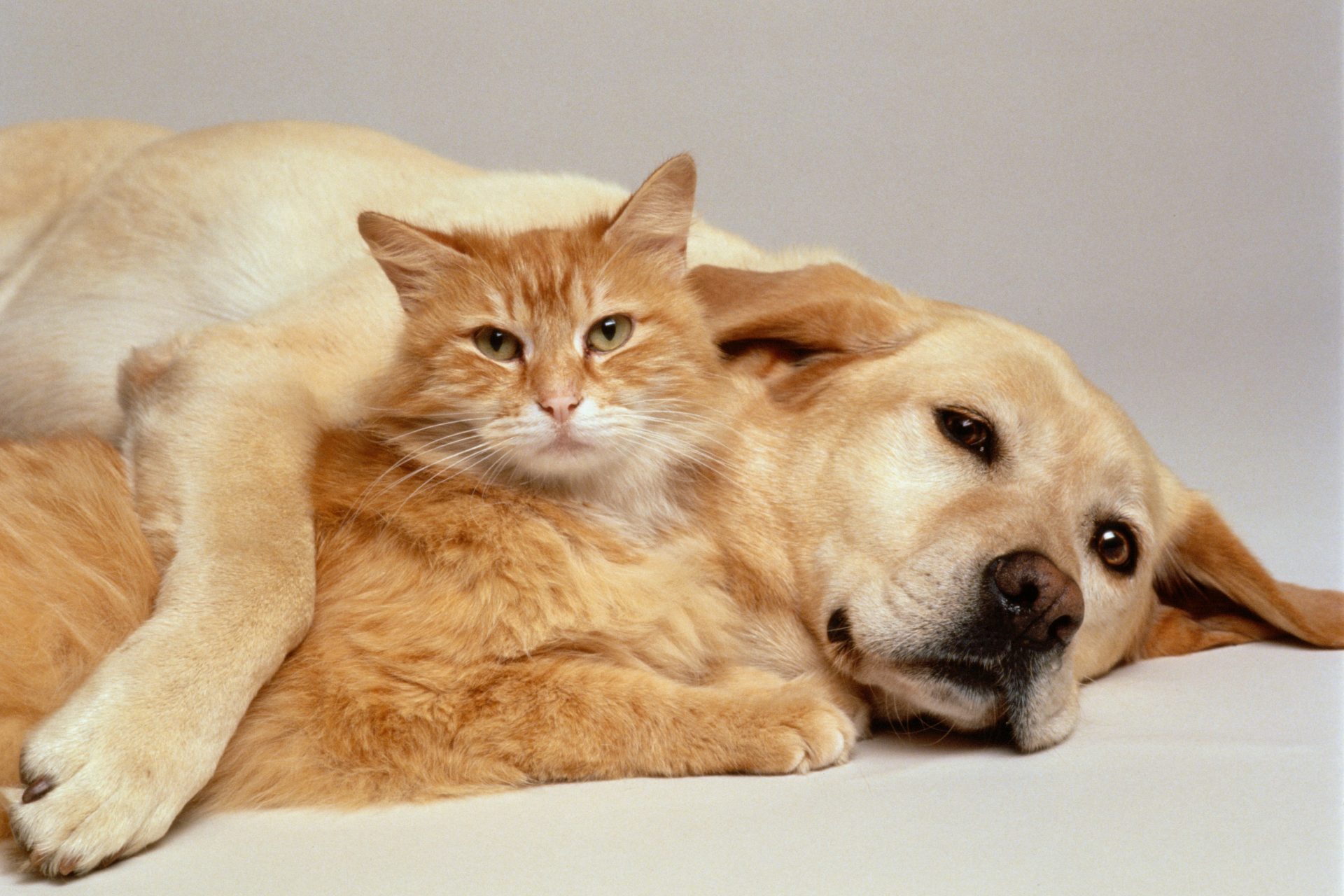 Pets with jobs: Dogs and cats earn money for treats at cafes in China