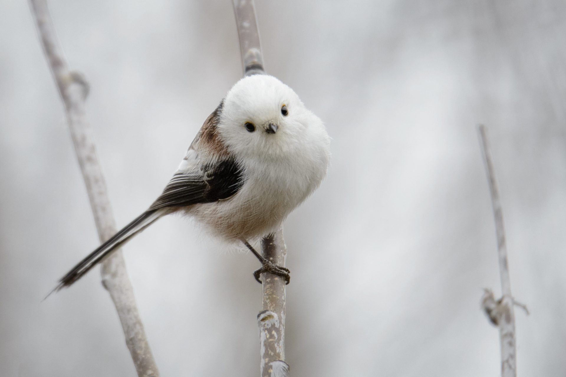 Lookalikes outside Hokkaido