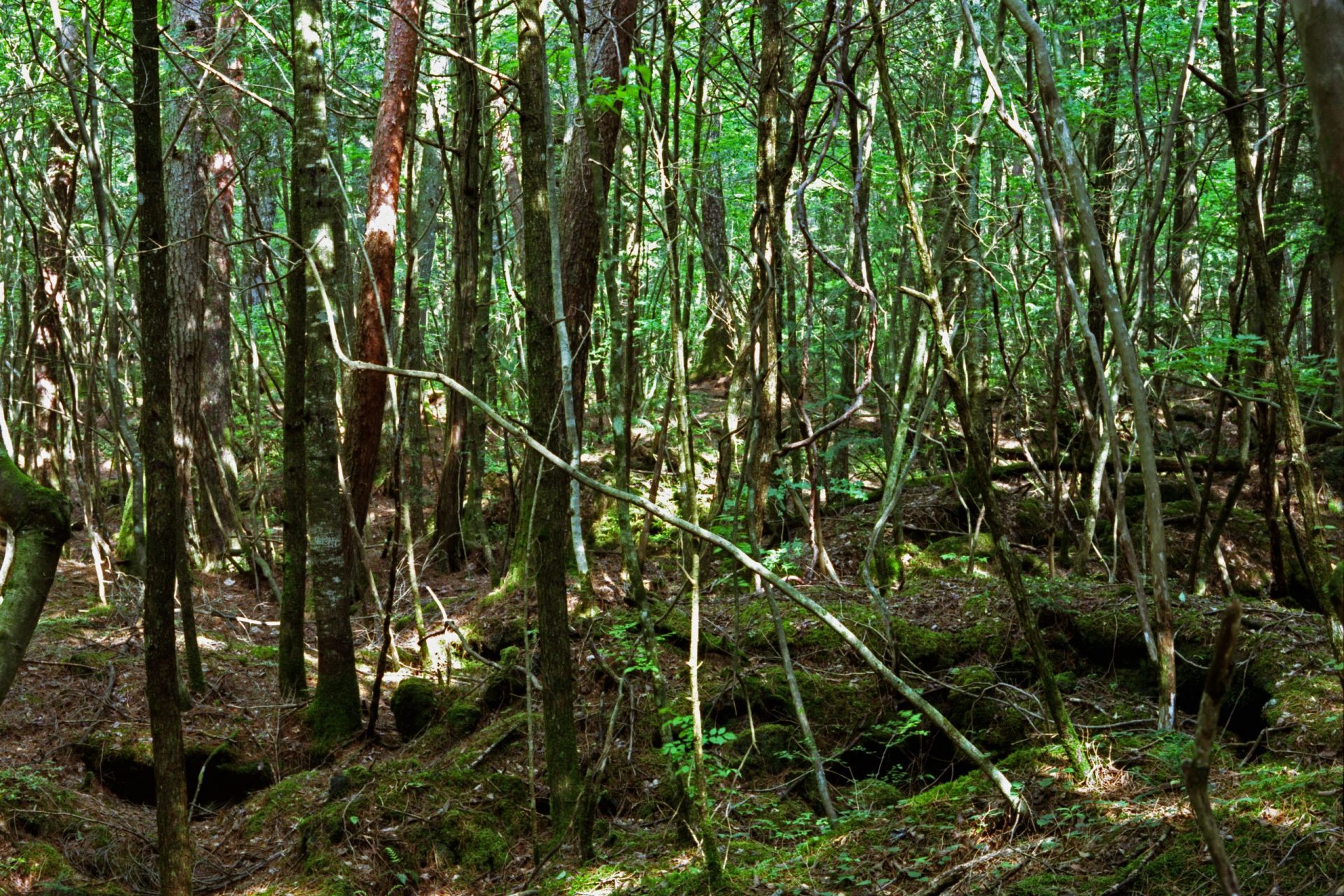 Der Selbstmordwald (Aokigahara, Japan)