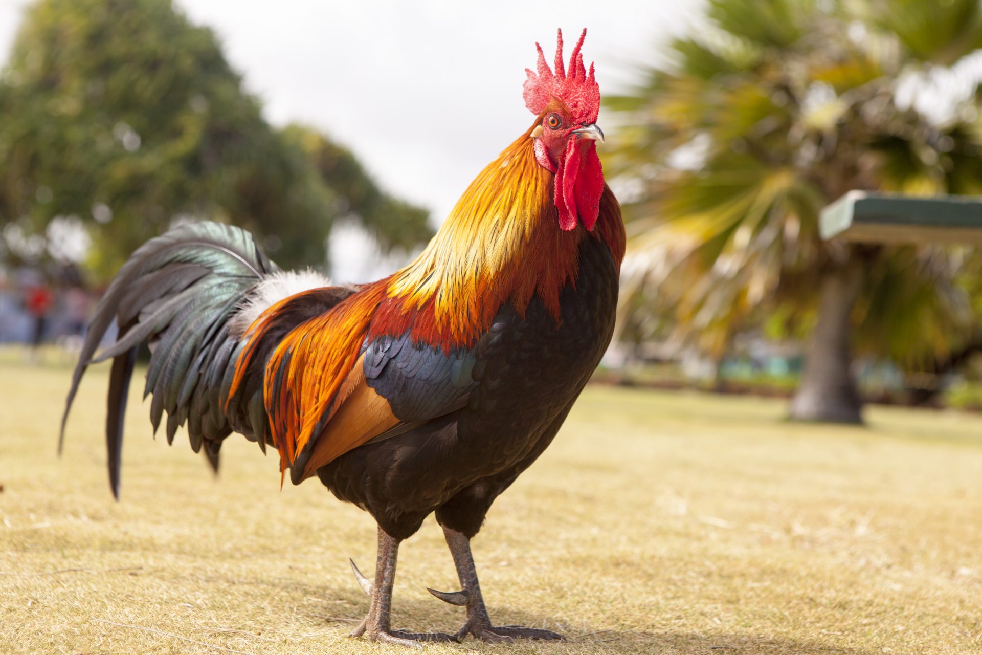 Peleas de gallos