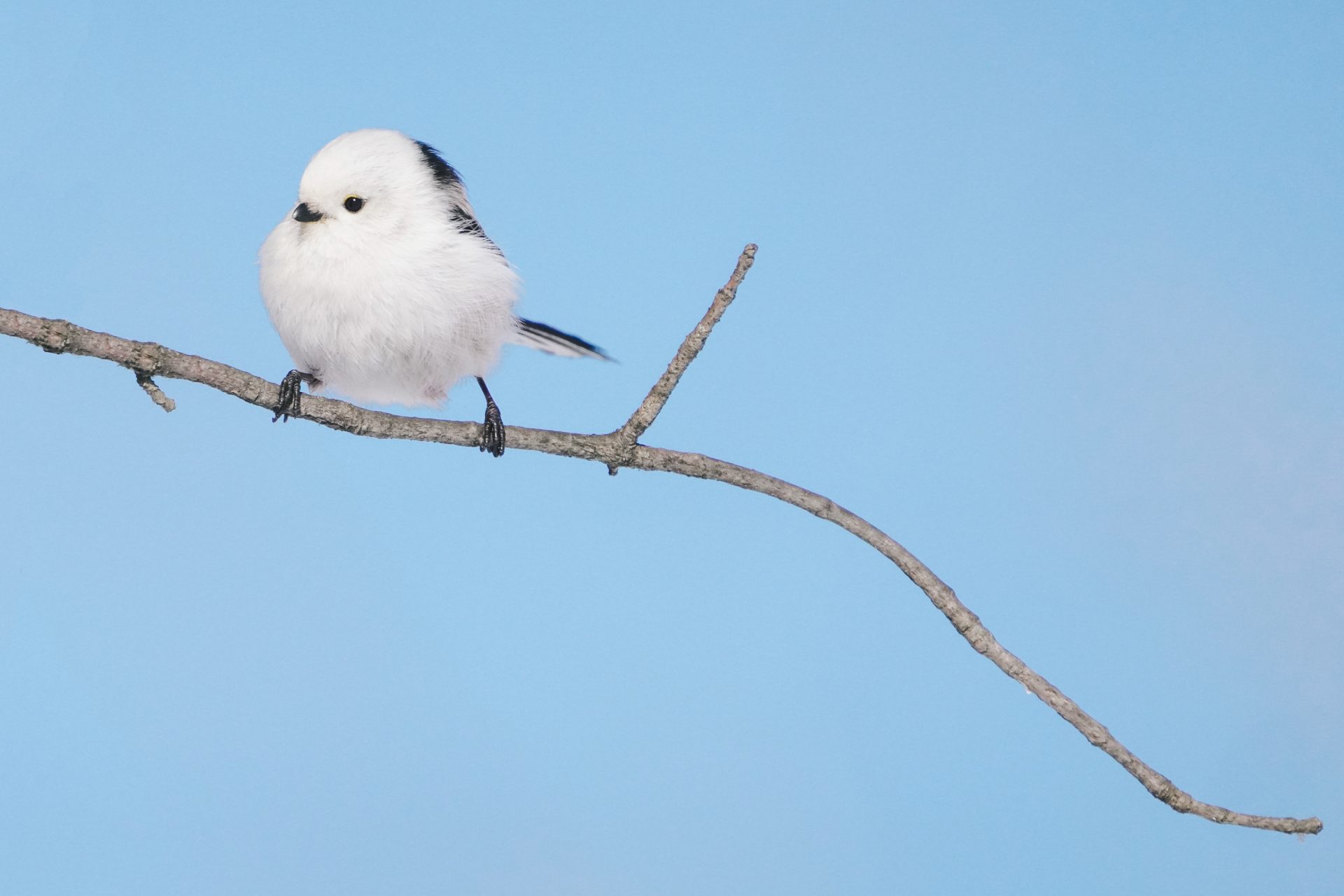 Meet the charming 'snow fairy,' Japan's favorite bird