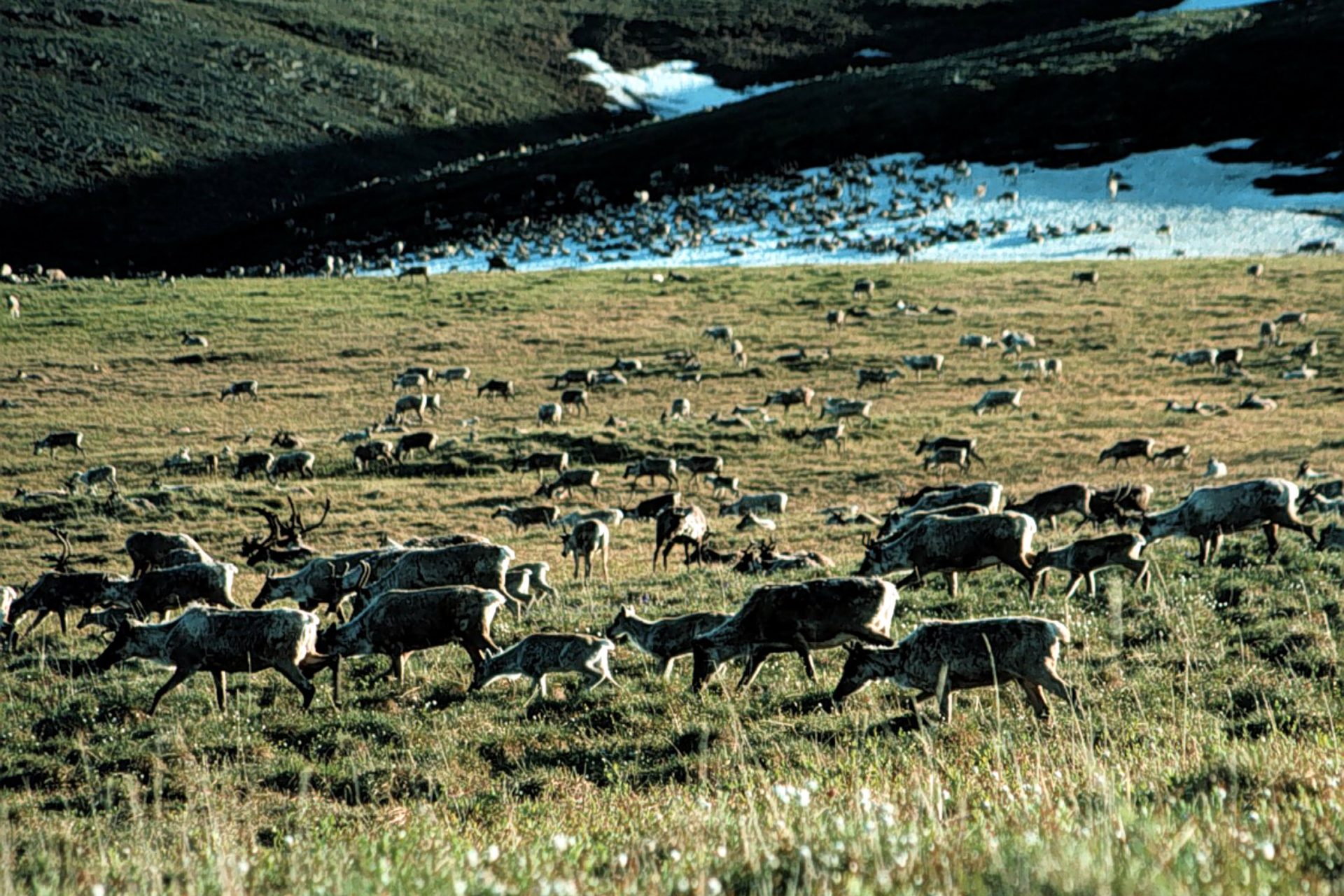 De vastes troupeaux de caribous